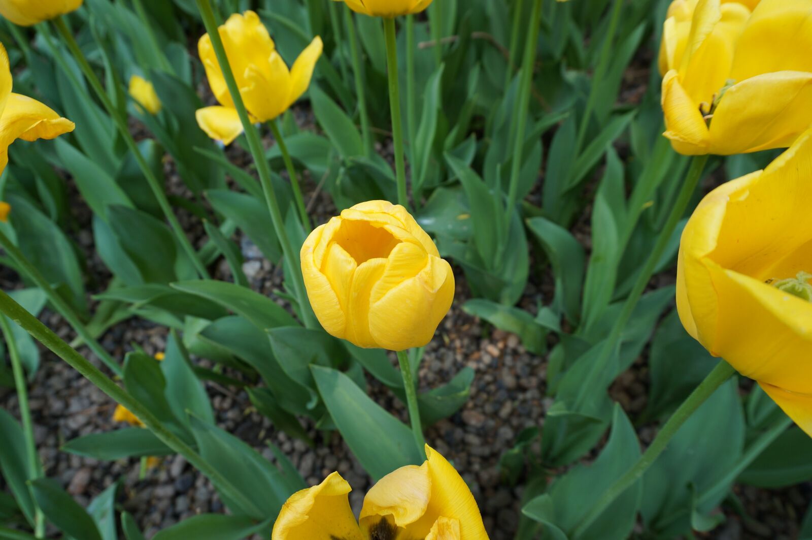 Sony Alpha NEX-5T sample photo. Flower, yellow flower, tulip photography