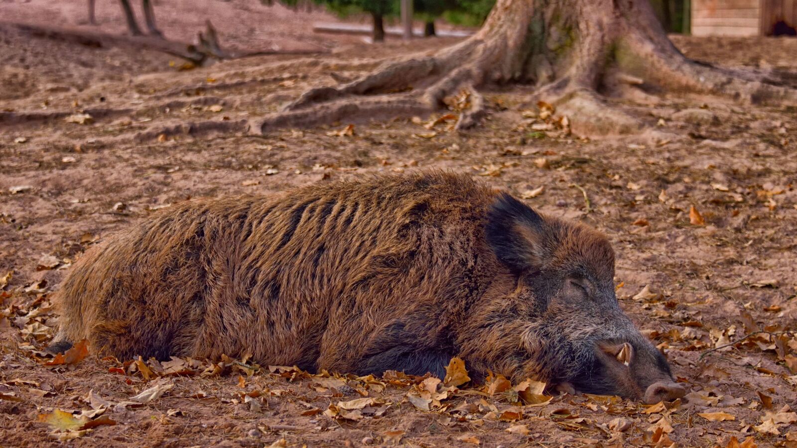 Nikon D750 sample photo. Wild boar, autumn, sleeping photography