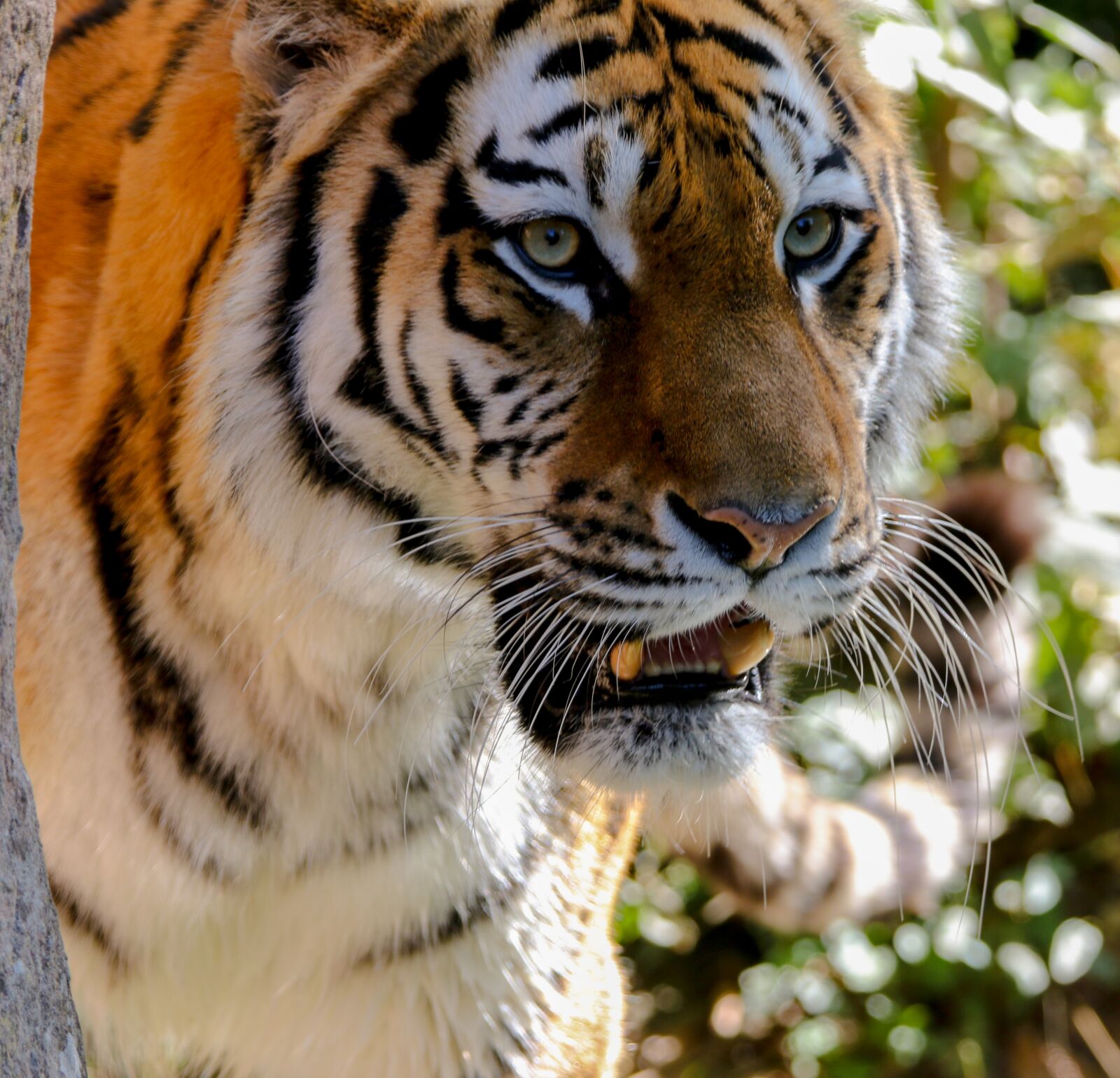 Tamron SP 150-600mm F5-6.3 Di VC USD sample photo. Animal, predator, tiger photography