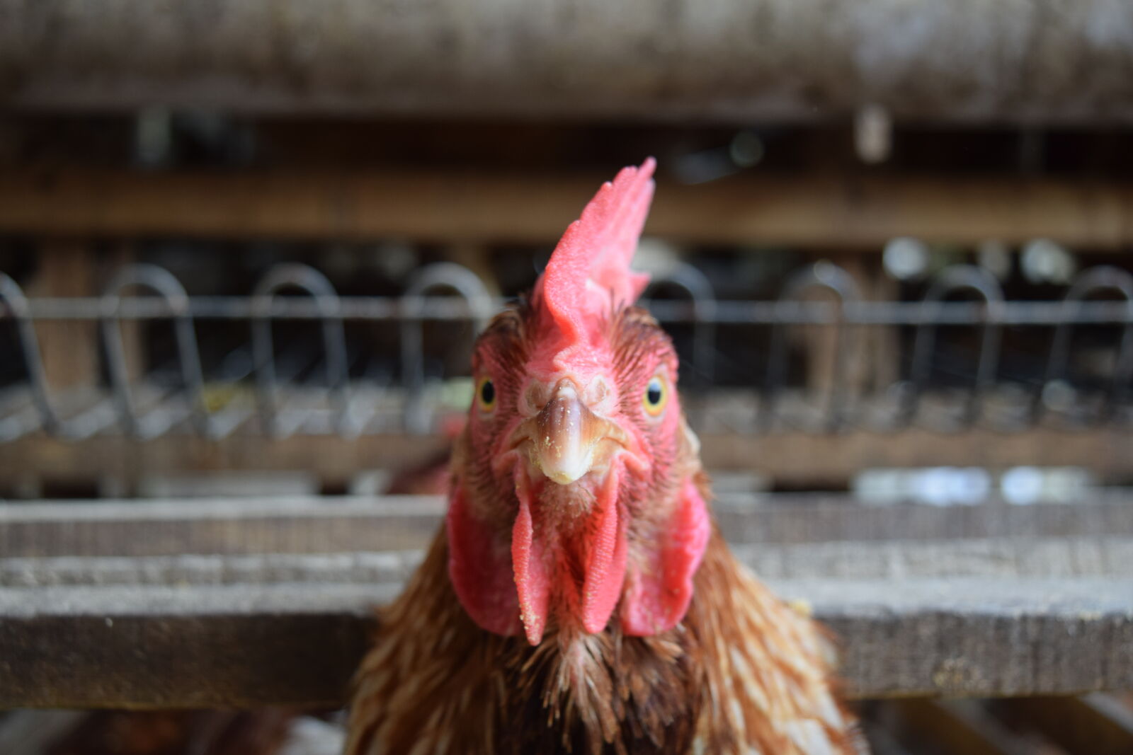 Nikon D3300 sample photo. Animal, farming, animal, photography photography