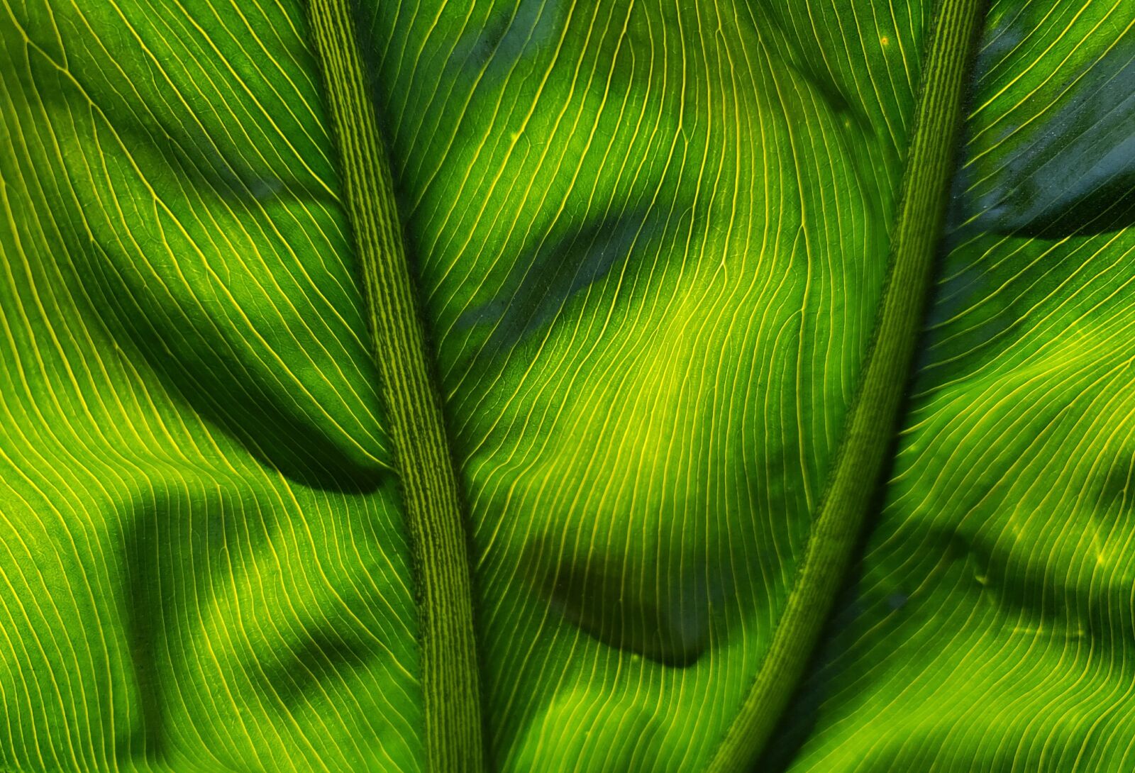 Samsung Galaxy Note9 sample photo. Leaf, plant, nature photography