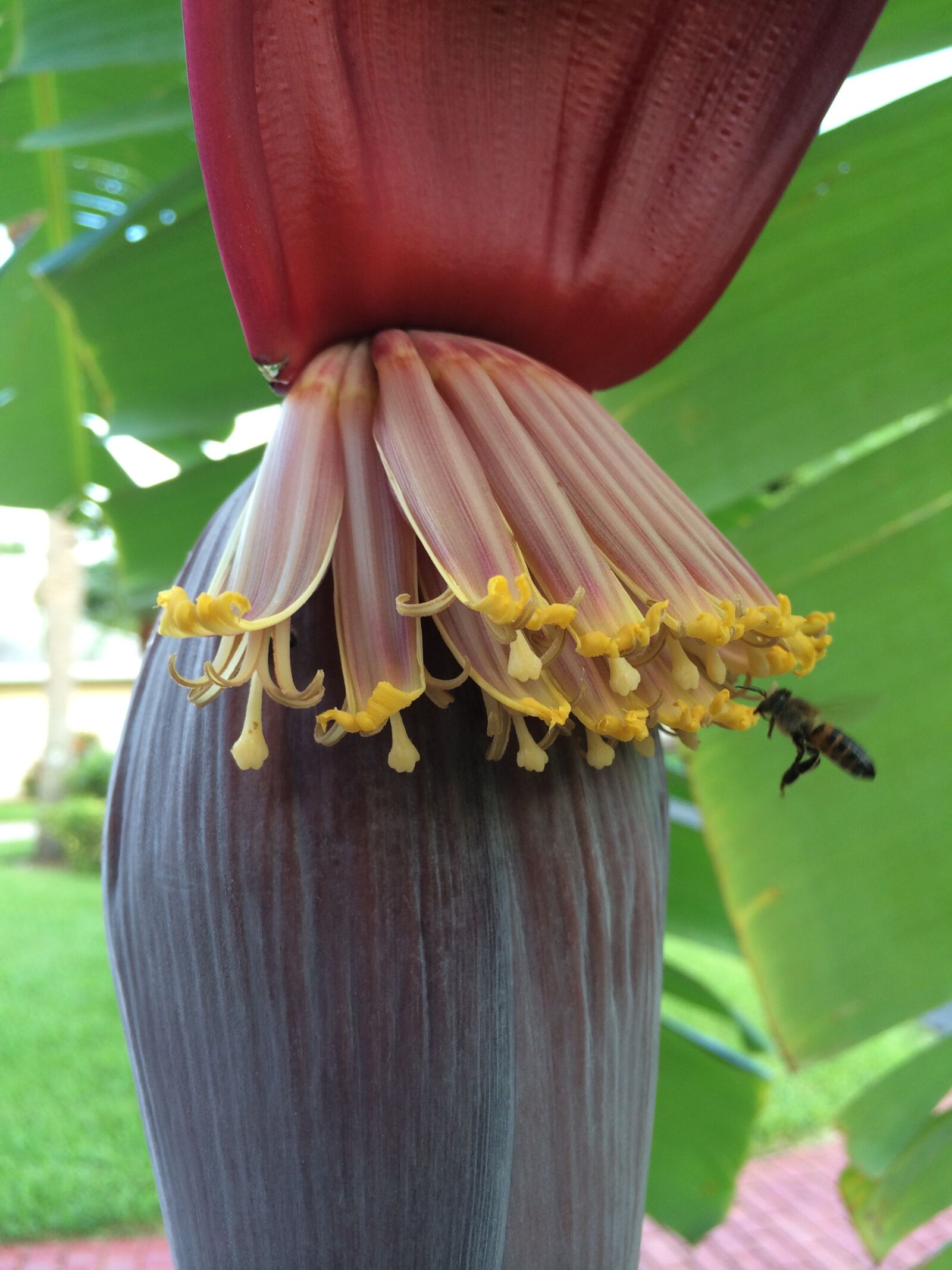 iPhone 5s back camera 4.12mm f/2.2 sample photo. Banana, tree, pollen photography