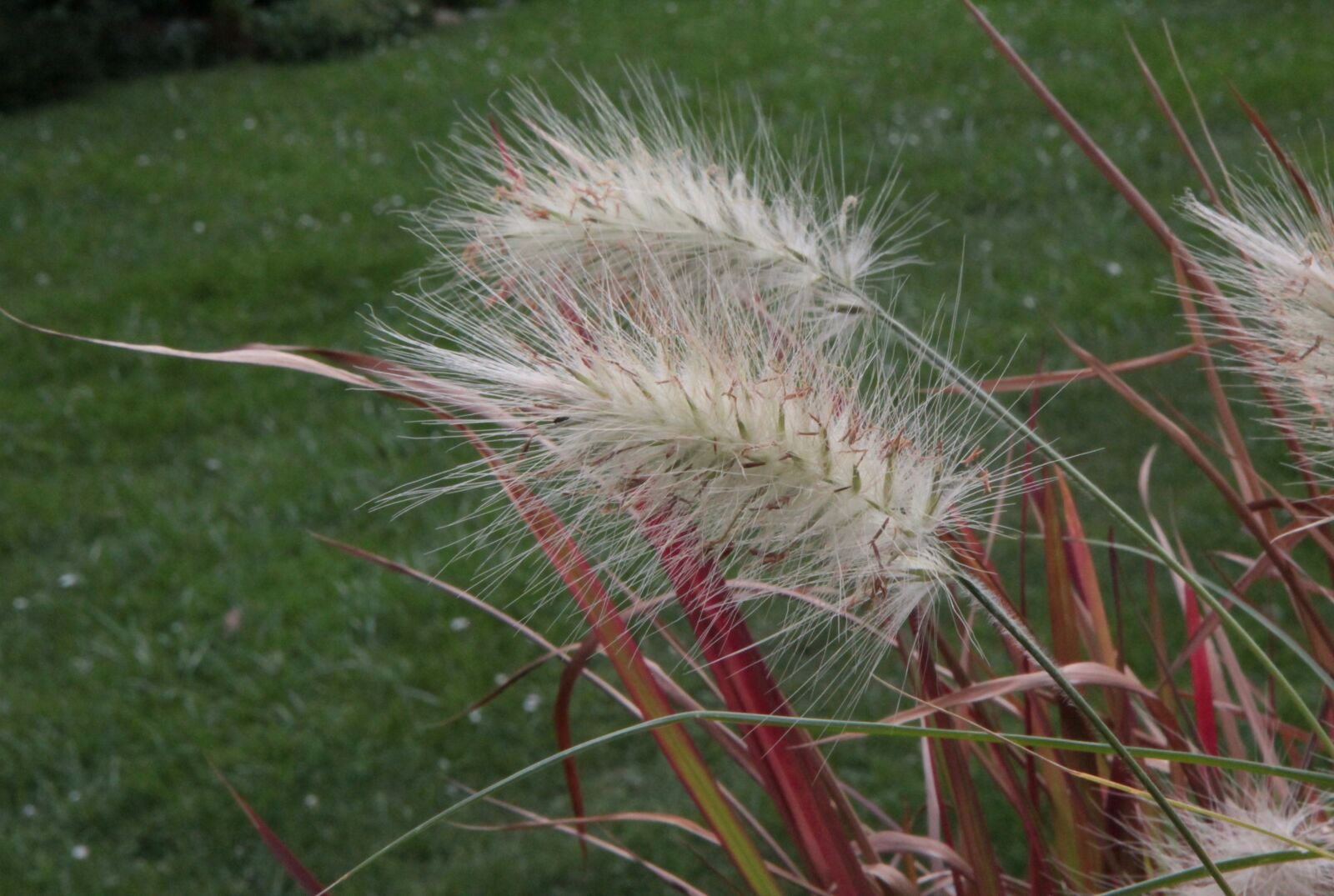 Canon EOS 600D (Rebel EOS T3i / EOS Kiss X5) sample photo. Grass, perennial, plant photography