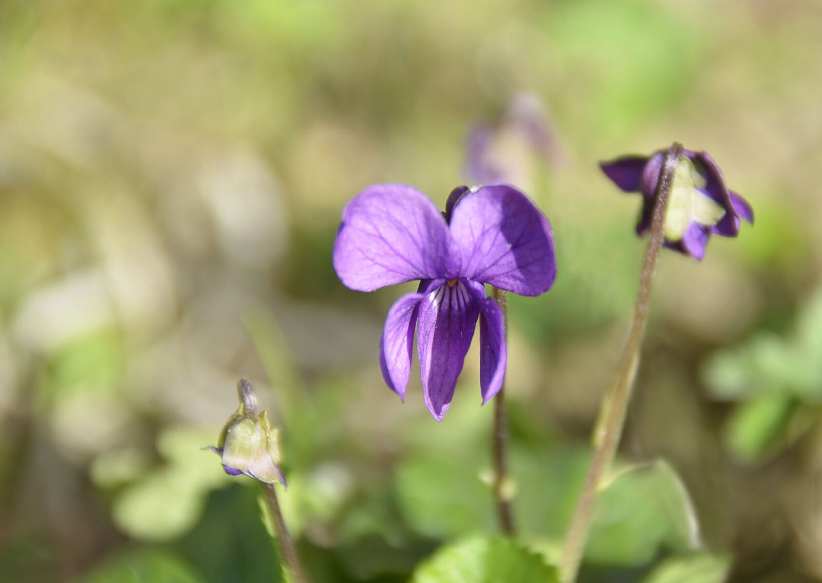 Nikon D7100 sample photo. Toulouse, violet, flower photography