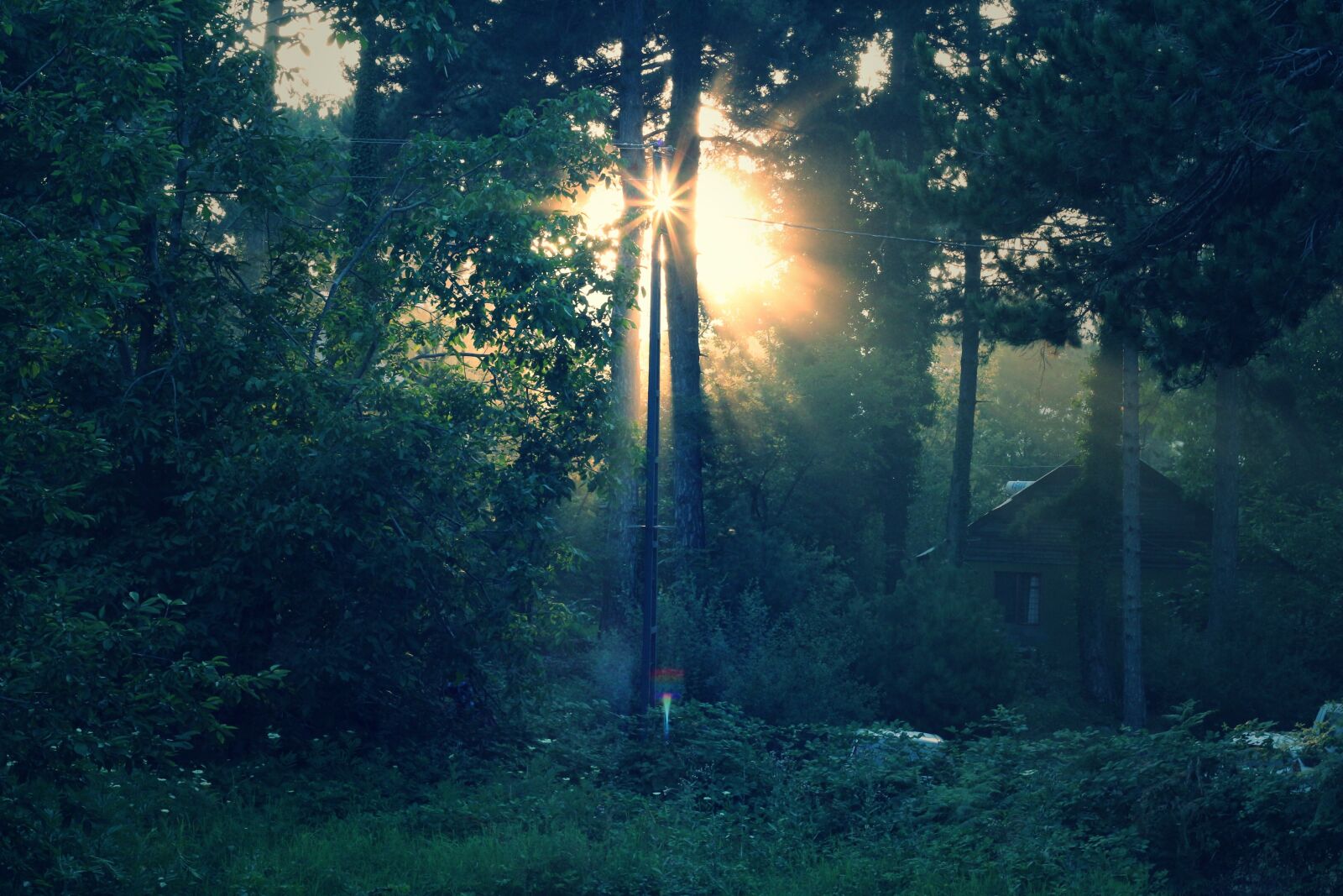 Canon EOS 650D (EOS Rebel T4i / EOS Kiss X6i) + Canon EF 50mm F1.8 II sample photo. Solar, light, forest photography