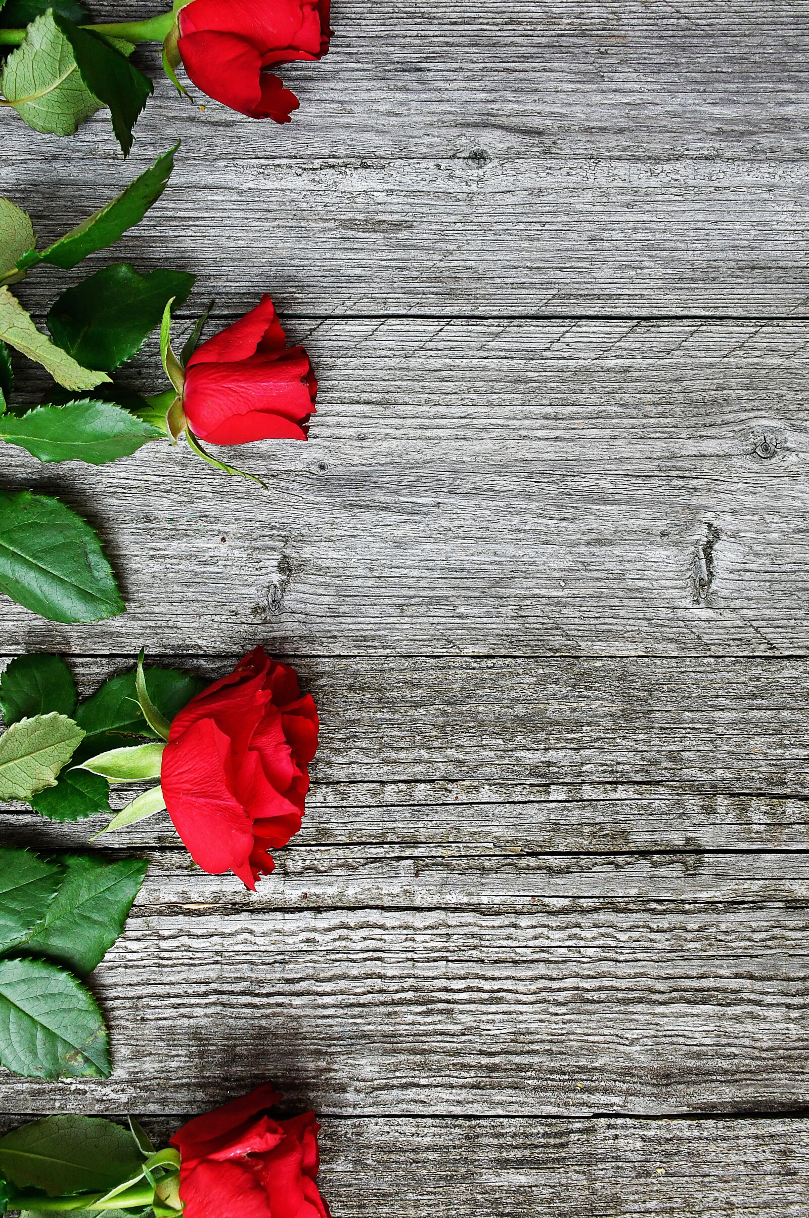 Nikon D3200 sample photo. Red, red rose, love photography