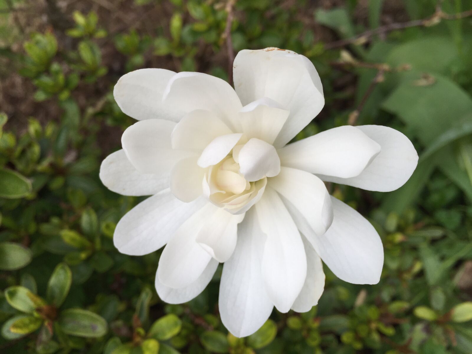 Apple iPhone 6 sample photo. Magnolia, white, flower photography