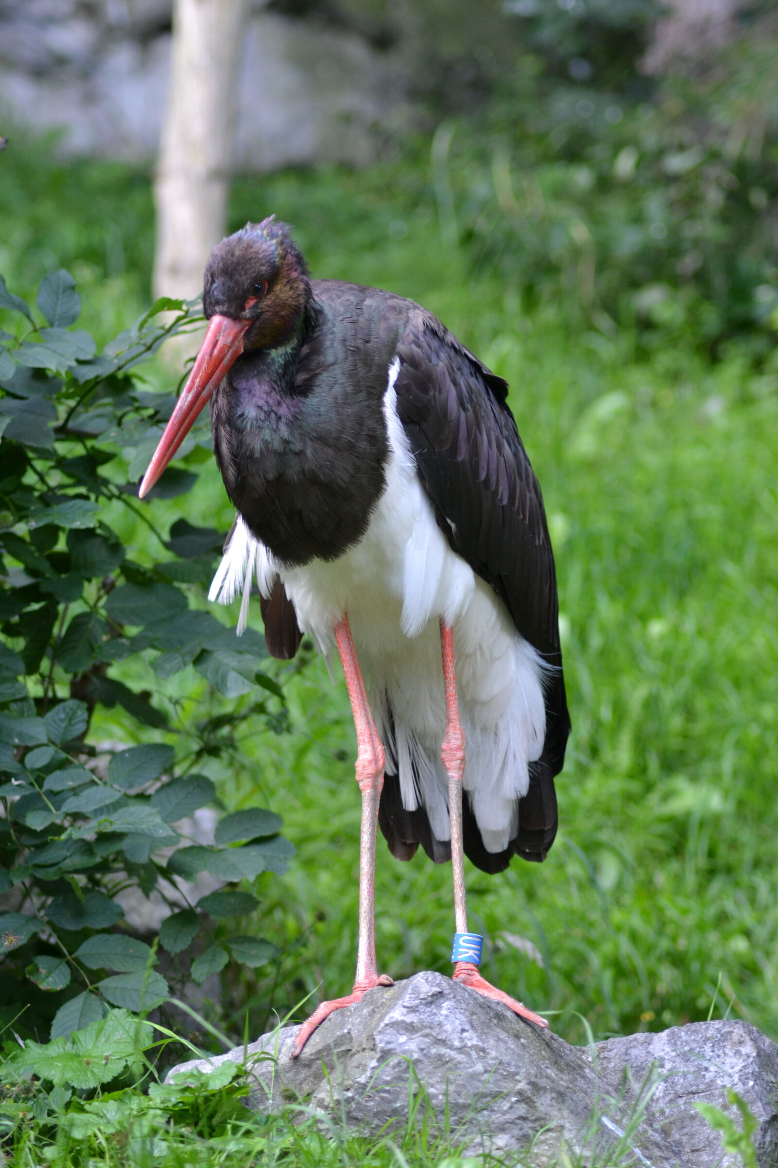 Nikon D3100 sample photo. Beak, black, and, white photography