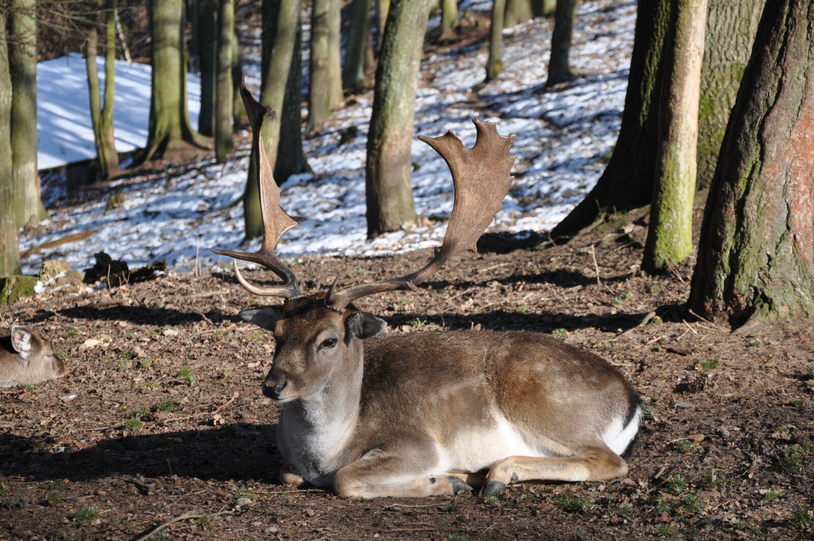 Nikon D90 sample photo. The castle game reserve photography