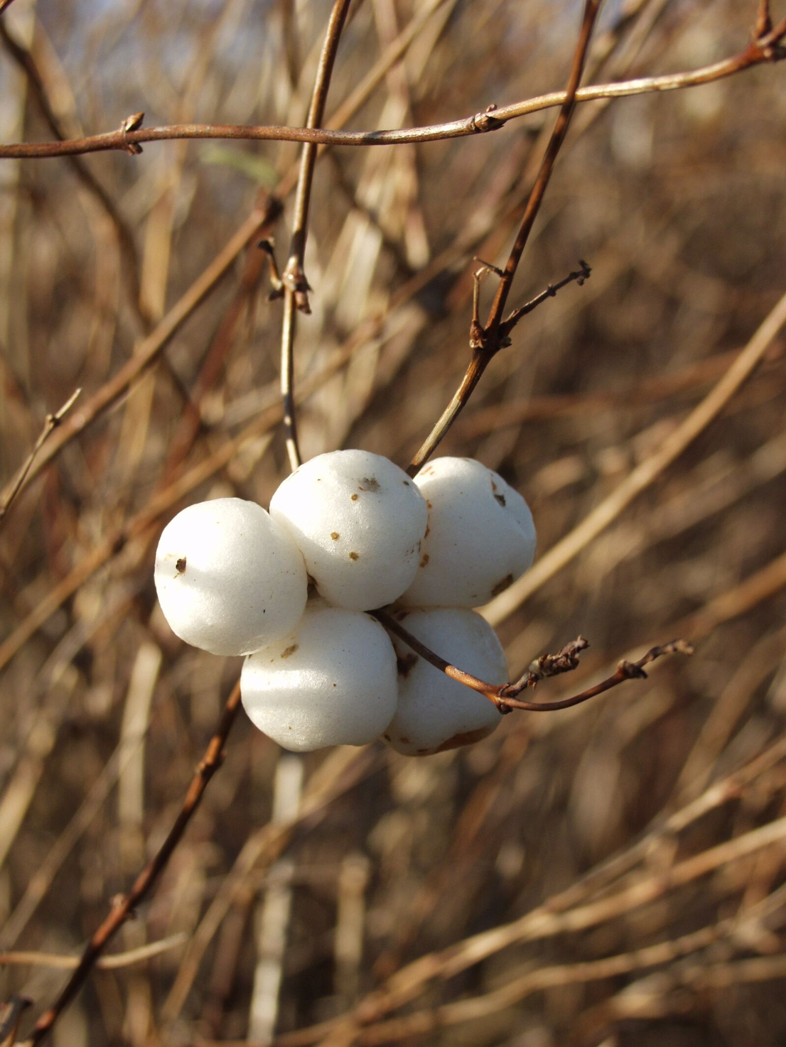 Olympus E-20,E-20N,E-20P sample photo. Snowberry, white, berries photography