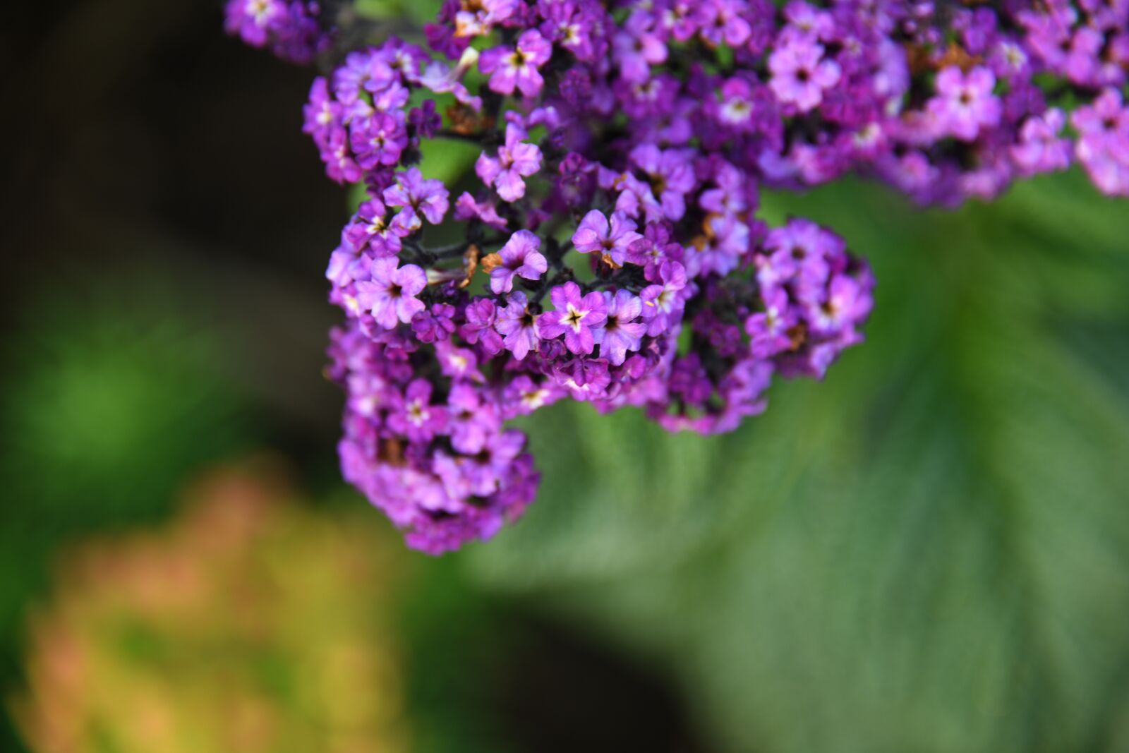 Nikon D850 sample photo. Purple, flower, bloom photography