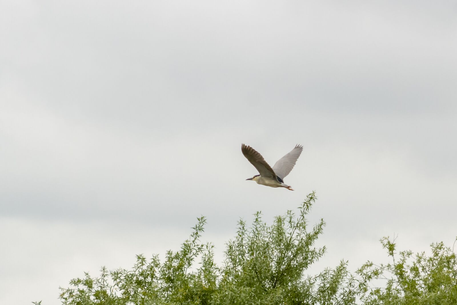 Canon EF75-300mm f/4-5.6 sample photo. Night heron, wader, bird photography