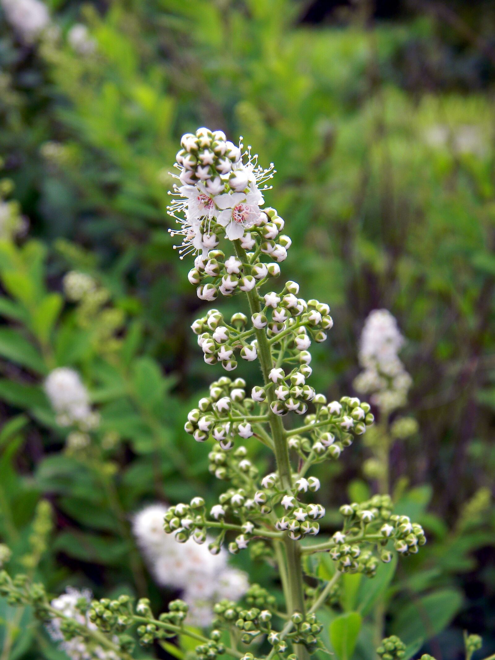 Nikon Coolpix L110 sample photo. Spirea, flower, white flowers photography