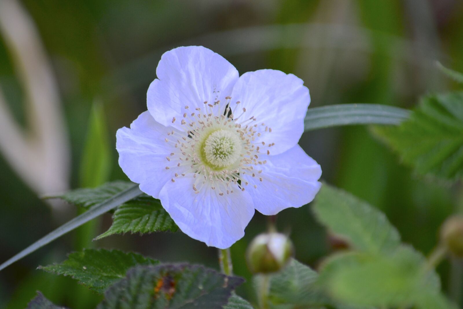 Nikon D3100 sample photo. Flowers, white, blue photography