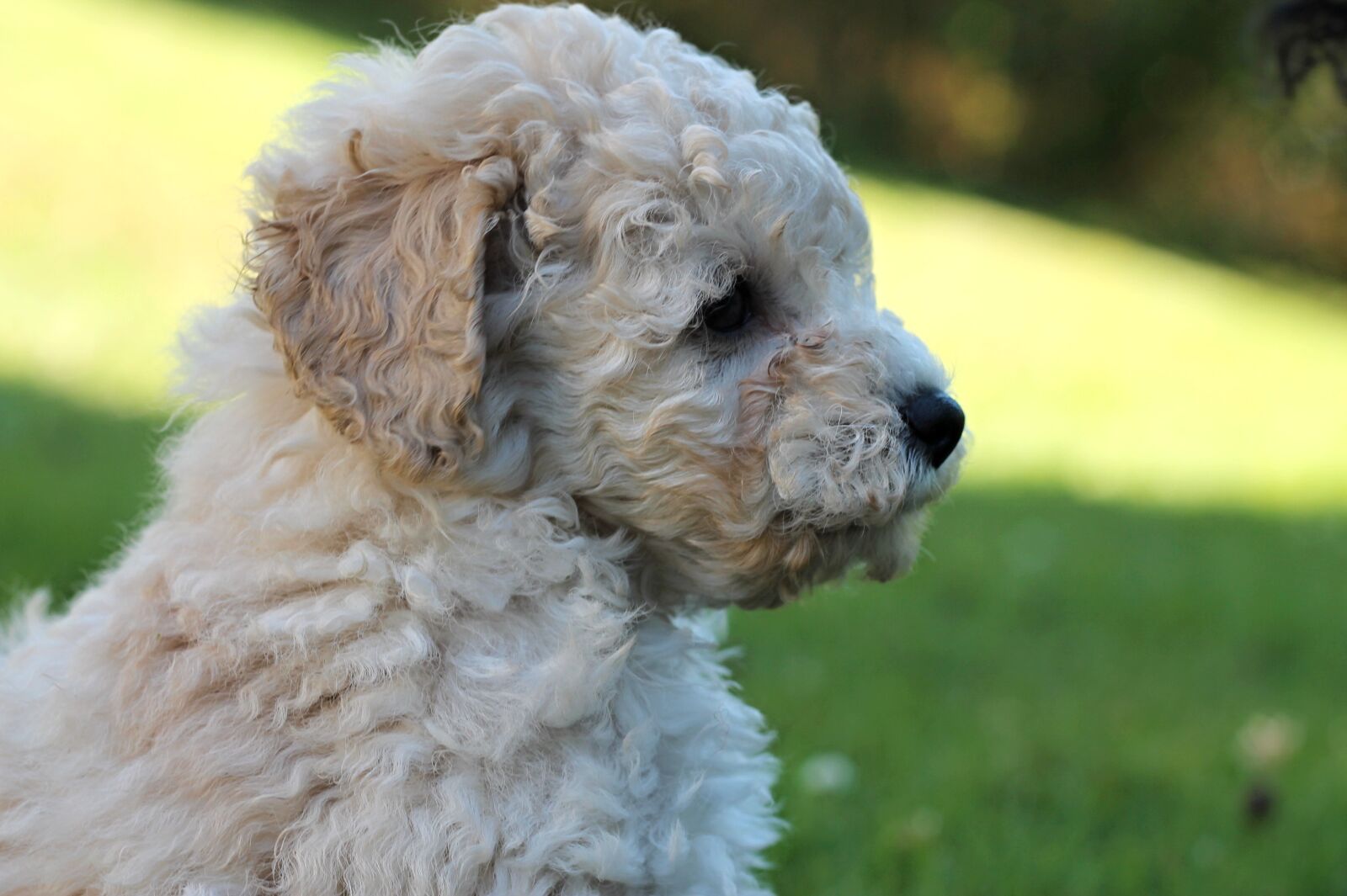 Canon EOS 1100D (EOS Rebel T3 / EOS Kiss X50) + Canon EF 50mm F1.8 II sample photo. Poodle, white poodle, dog photography
