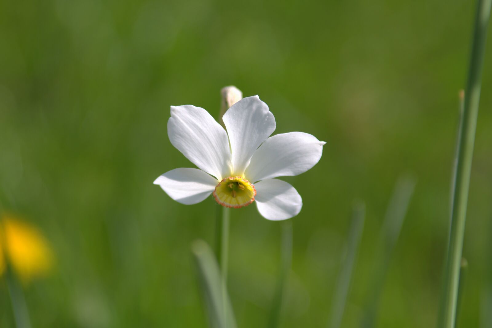 Pentax K-S2 sample photo. Narcissus, flower, garden photography