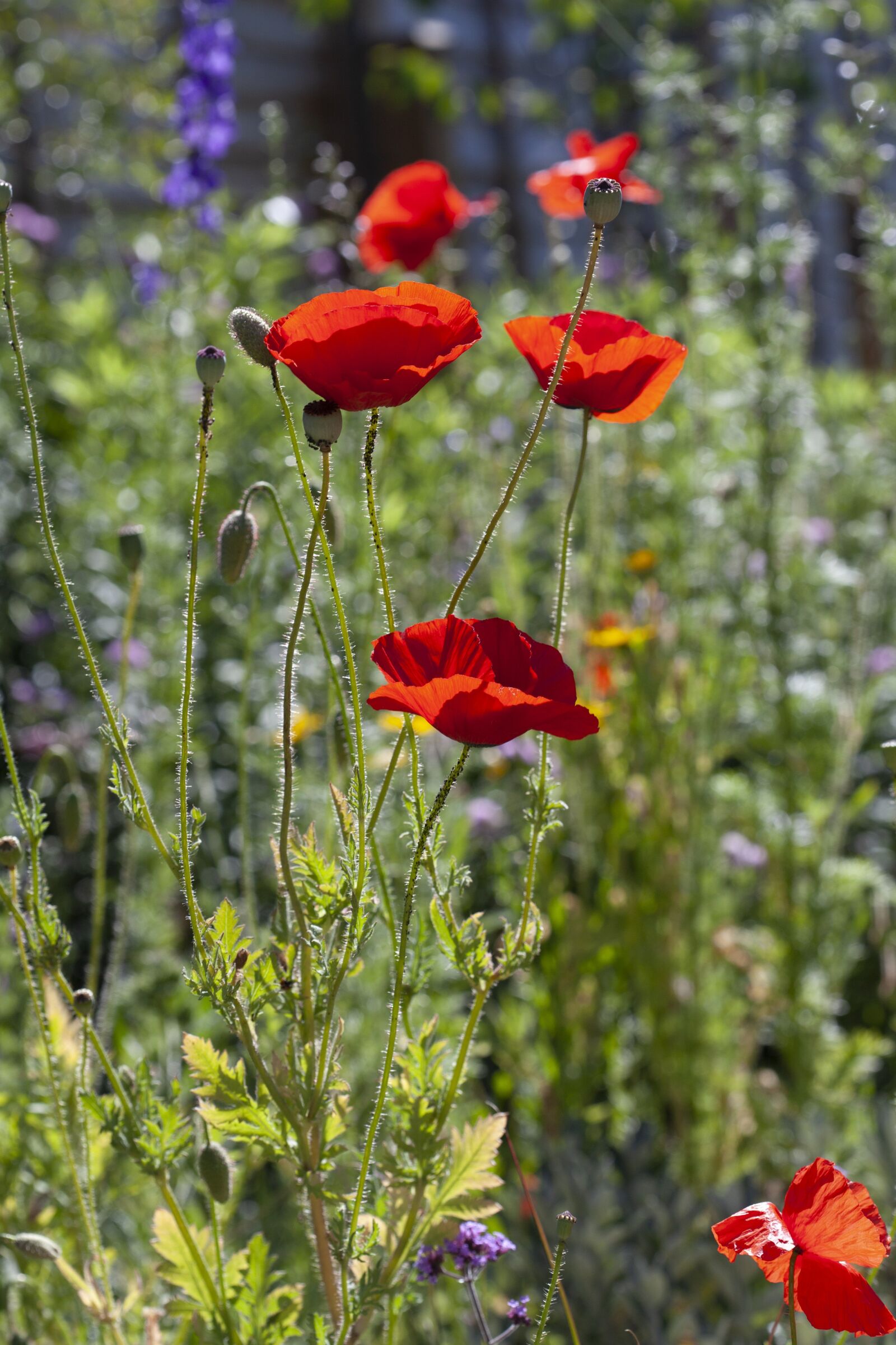 Canon EOS 5D Mark II sample photo. Wildflower, meadow, plant photography