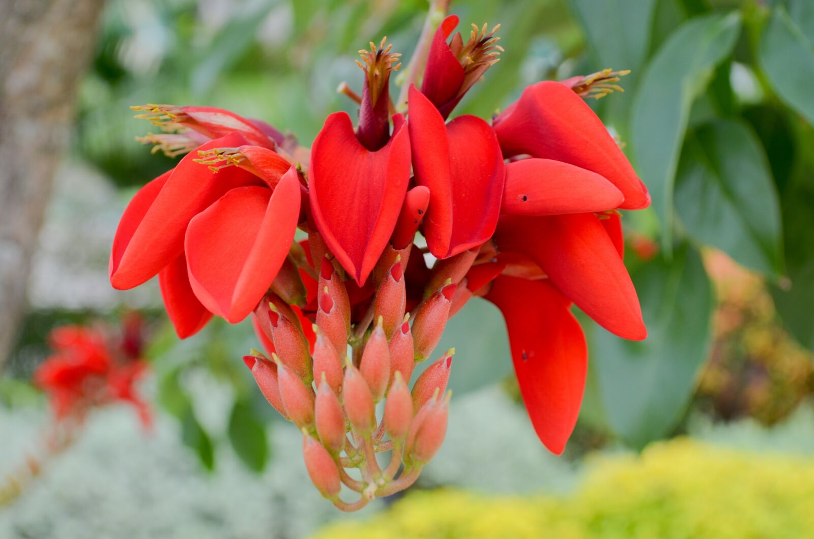 Nikon D5100 sample photo. Nature, flower, plant photography