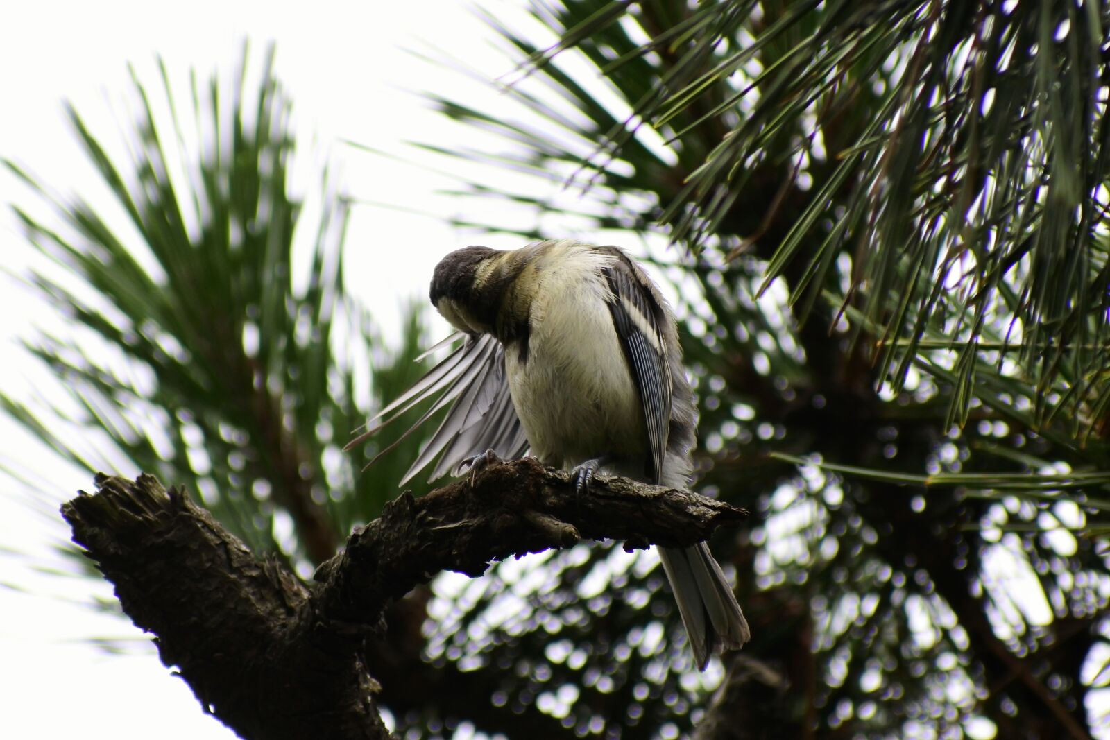 VR 70-300mm f/4.5-6.3G sample photo. Animal, forest, pine photography