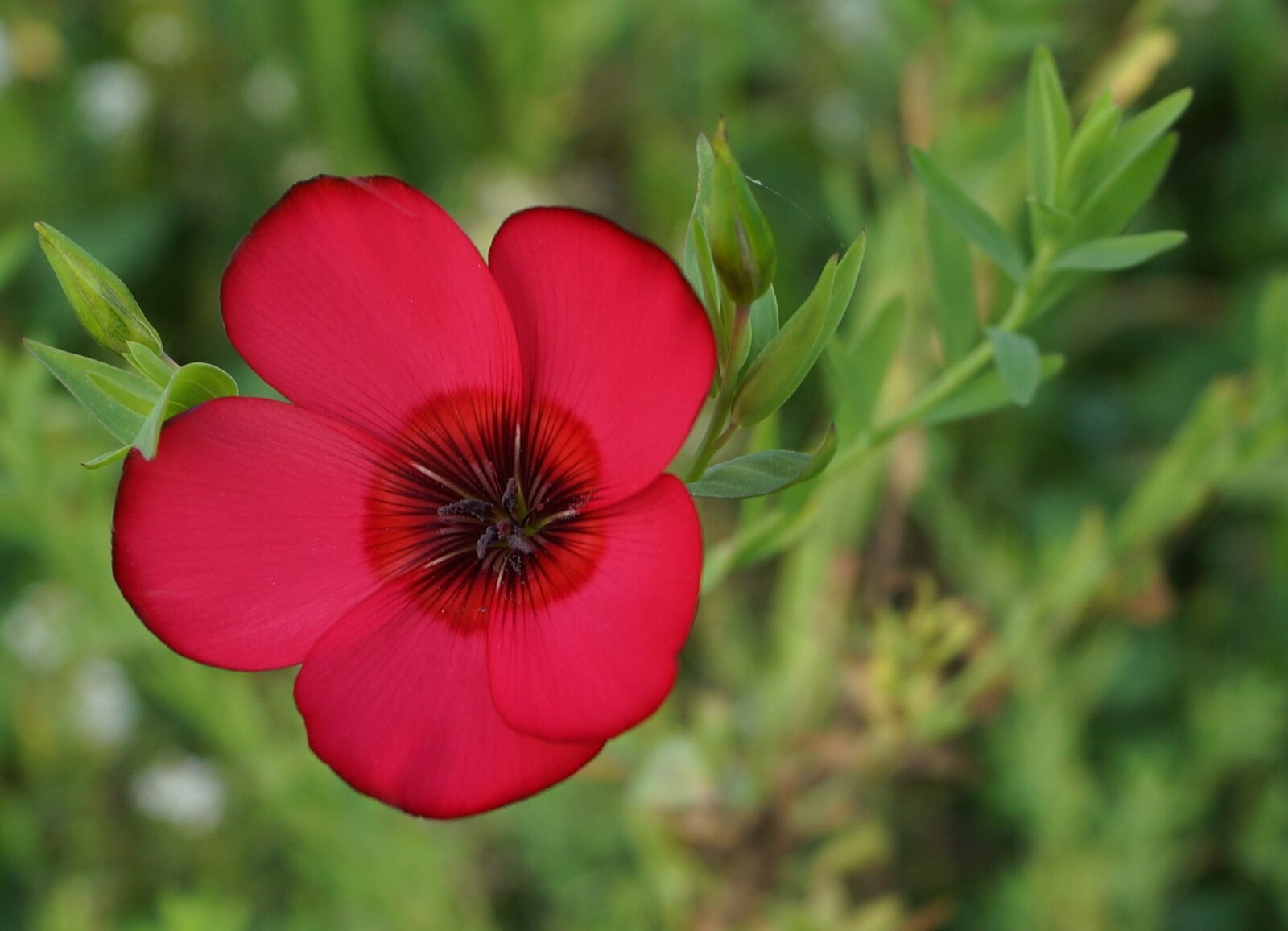 Sony SLT-A65 (SLT-A65V) + Sony DT 18-55mm F3.5-5.6 SAM sample photo. Flowers, the beasts of photography