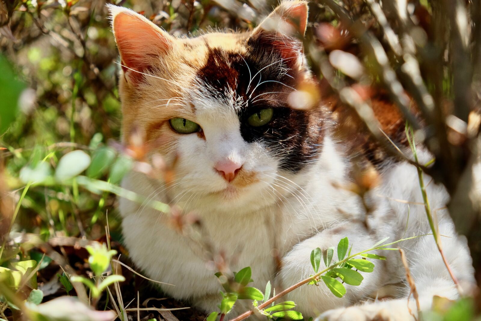 Fujifilm X-T10 sample photo. Cat, wild, grass photography