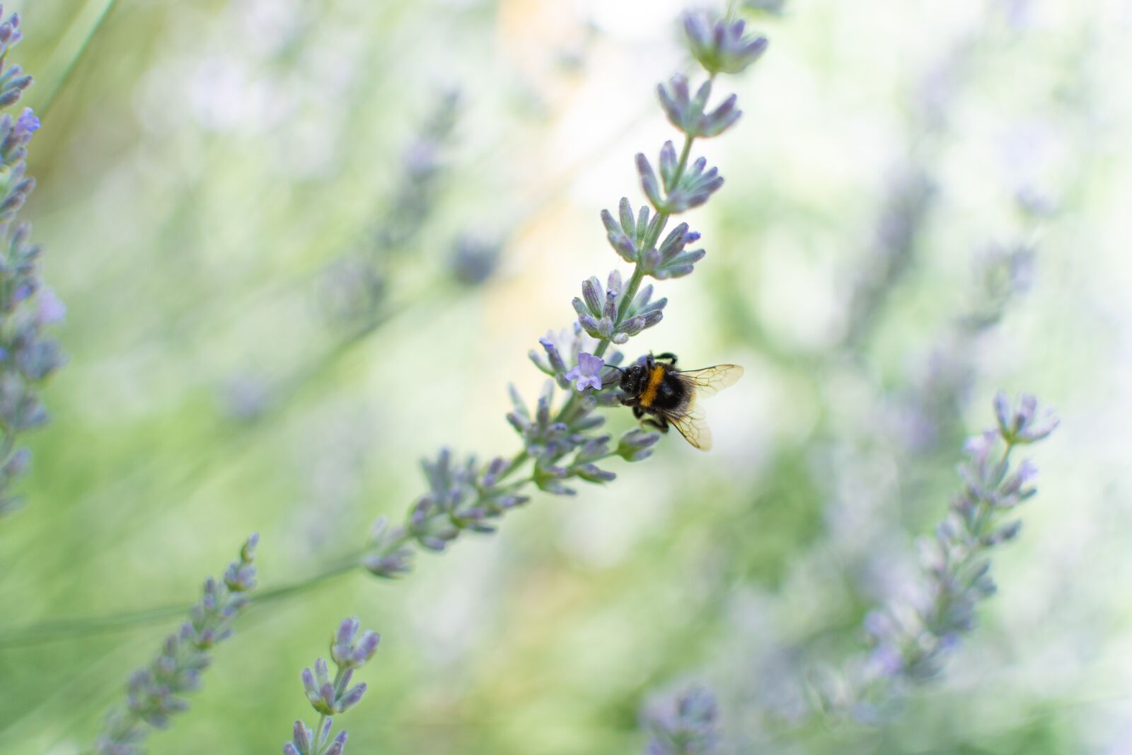 Nikon D500 sample photo. Lavender, bumblebee, provence photography