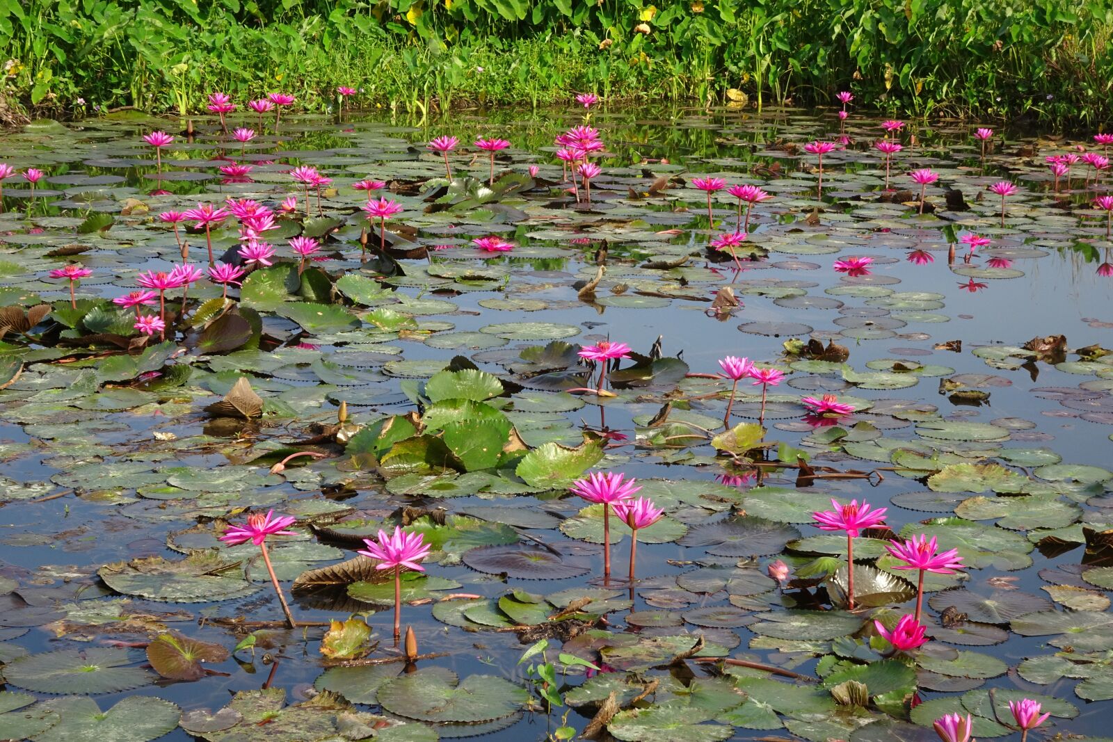Sony Cyber-shot DSC-HX90V sample photo. Lily, flower, red water photography