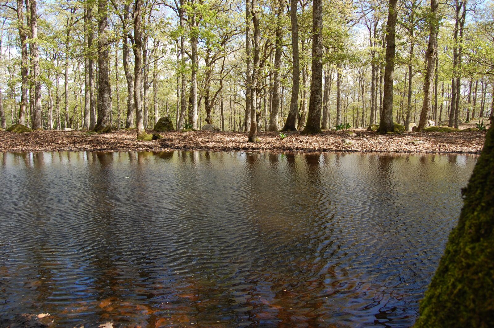 Nikon D40 sample photo. Lac, forest, nature photography