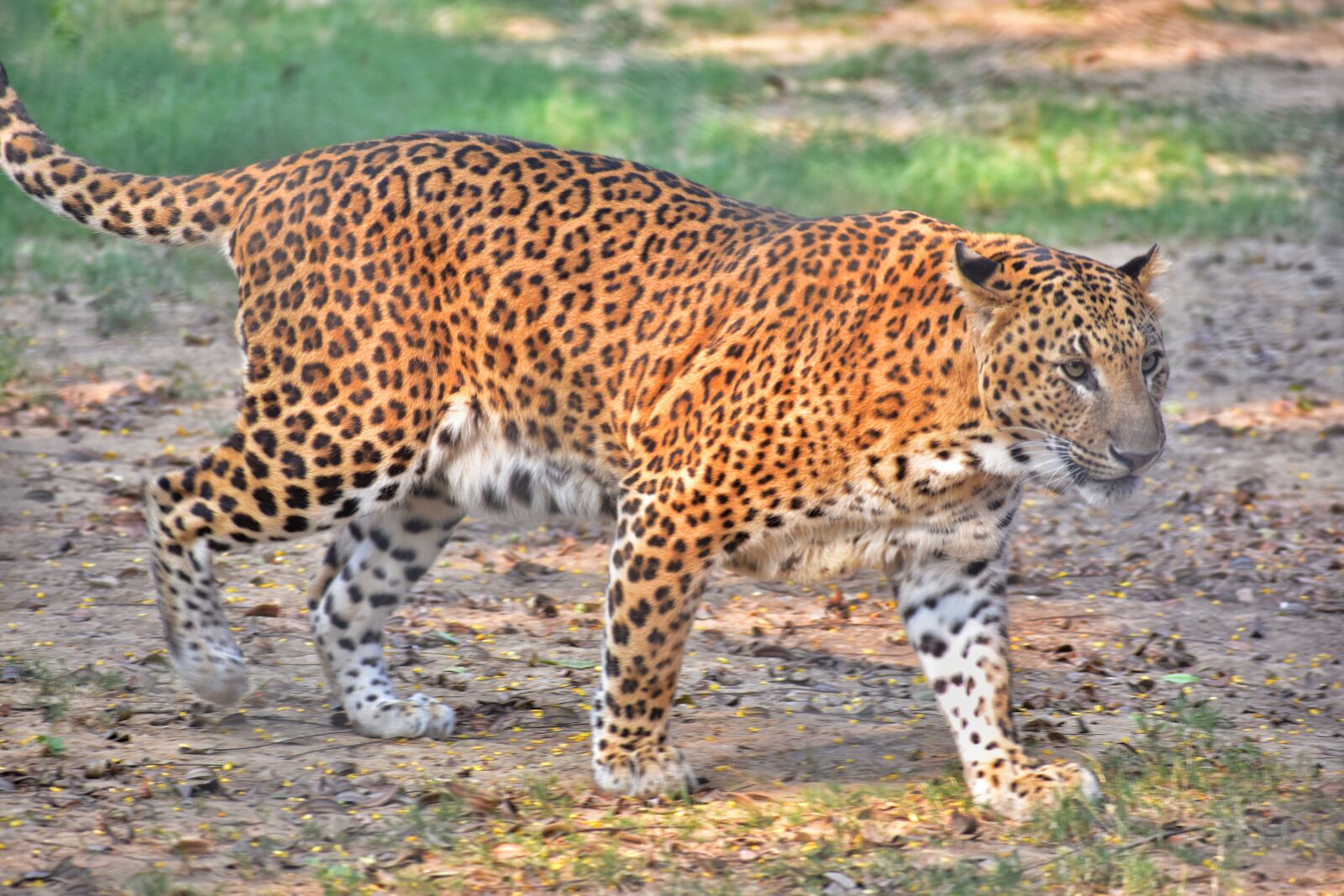 Nikon D7200 sample photo. Wildlife, mammal, nature photography