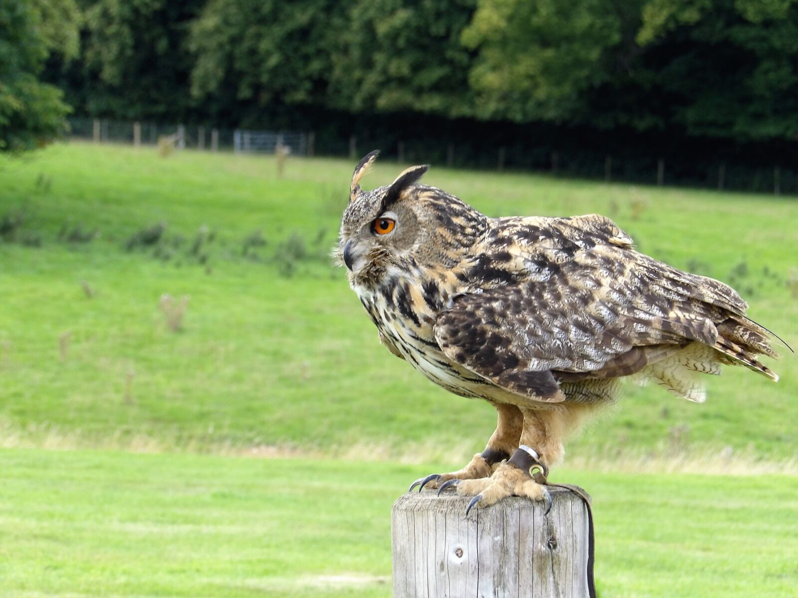 Kodak PIXPRO AZ521 sample photo. Eurasian eagle owl, owl photography
