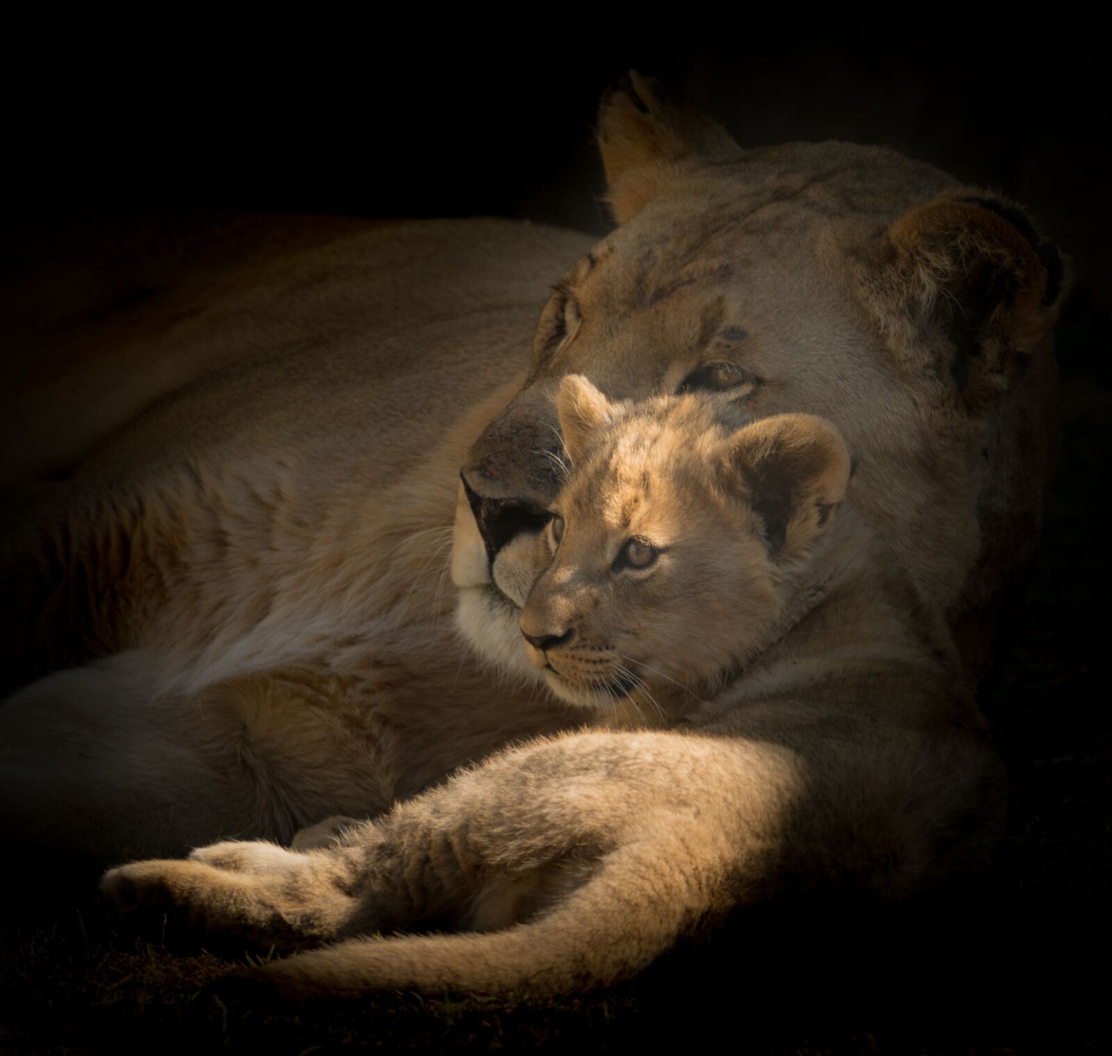 Nikon D7100 sample photo. Motherhood, cub, lioness photography