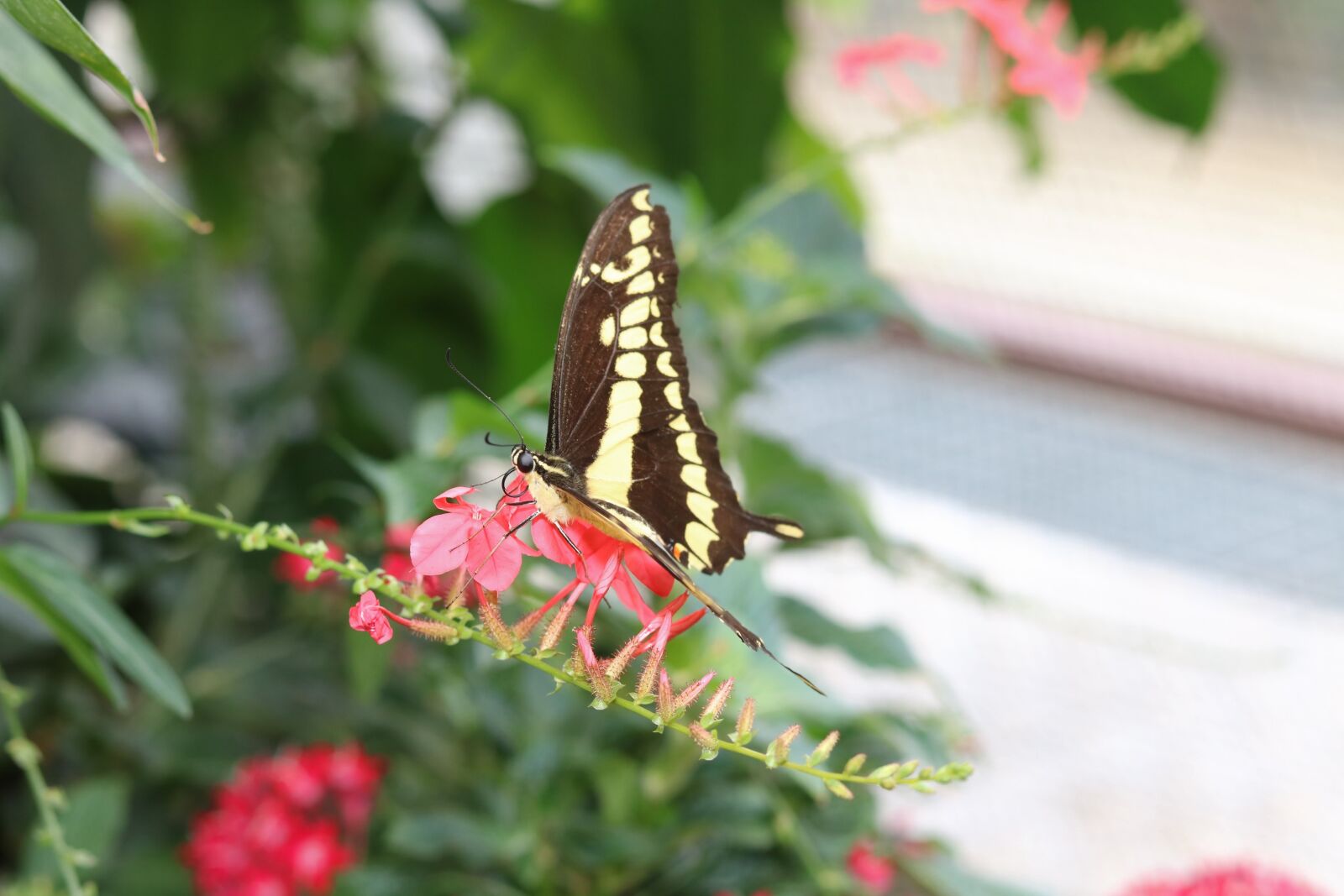 Canon EOS 750D (EOS Rebel T6i / EOS Kiss X8i) sample photo. Nature, flower, butterfly photography