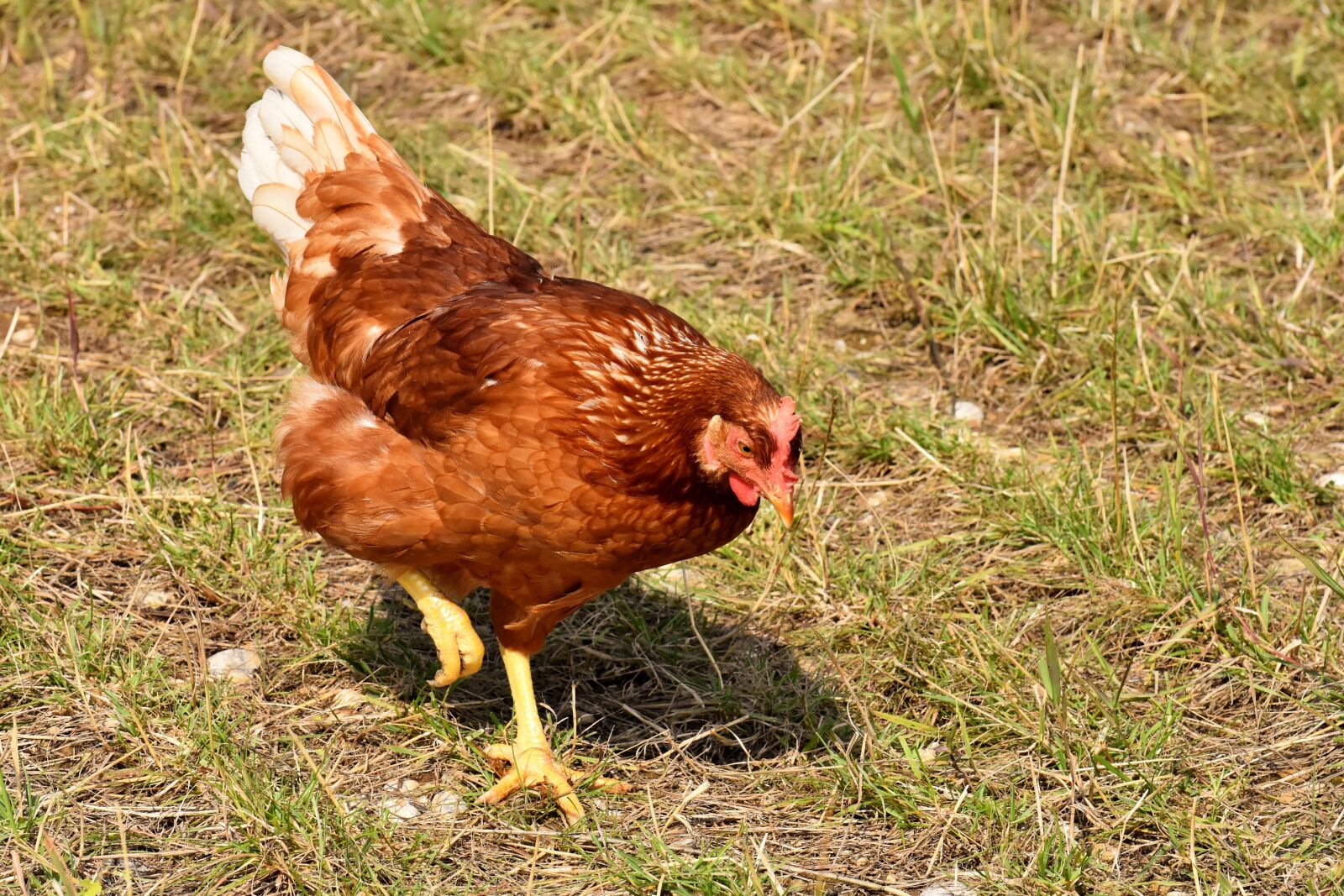 Nikon D7200 sample photo. Chicken, poultry, plumage photography