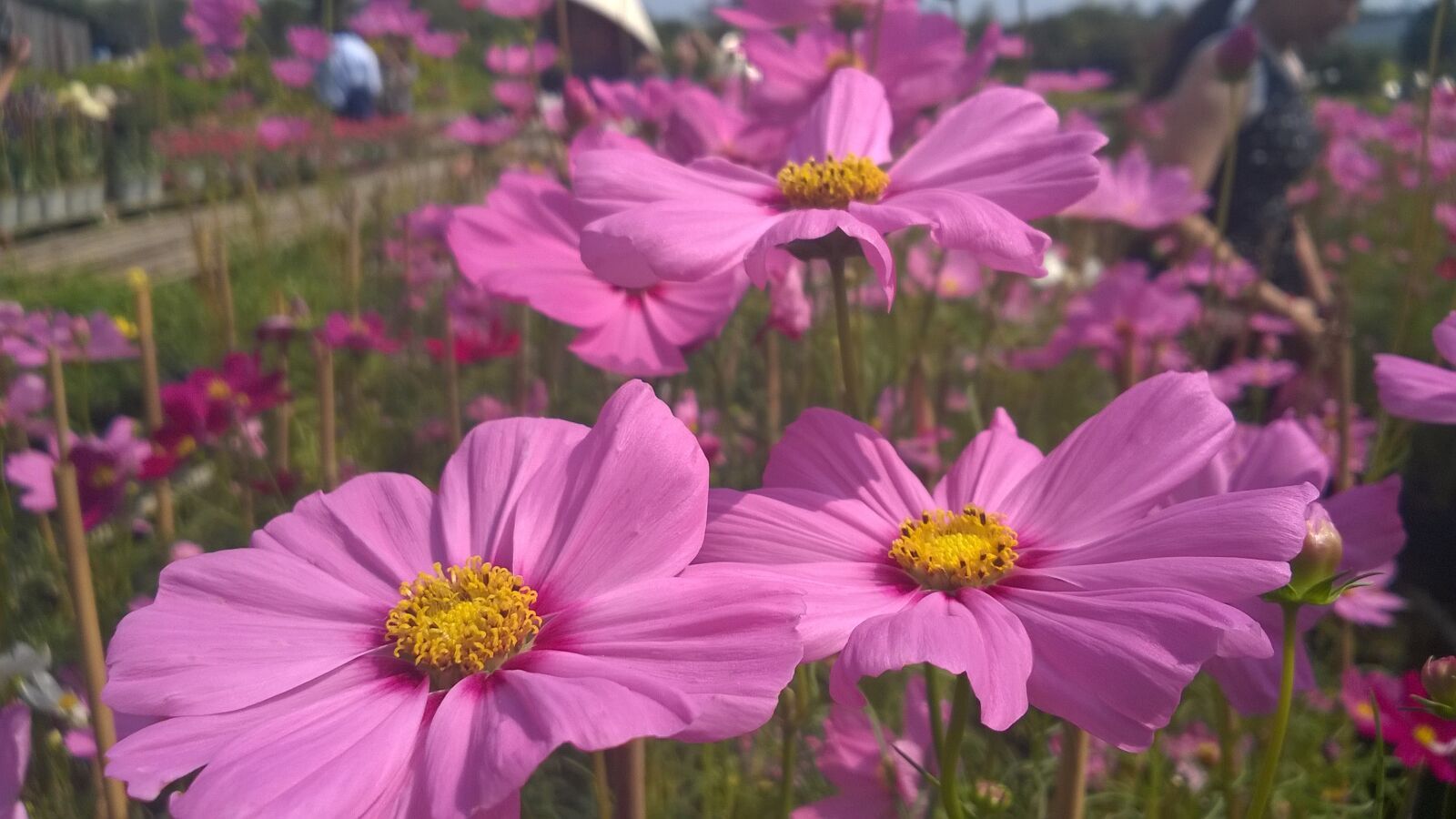 Nokia Lumia 730 Dual SIM sample photo. Purple daisies, violet, flower photography