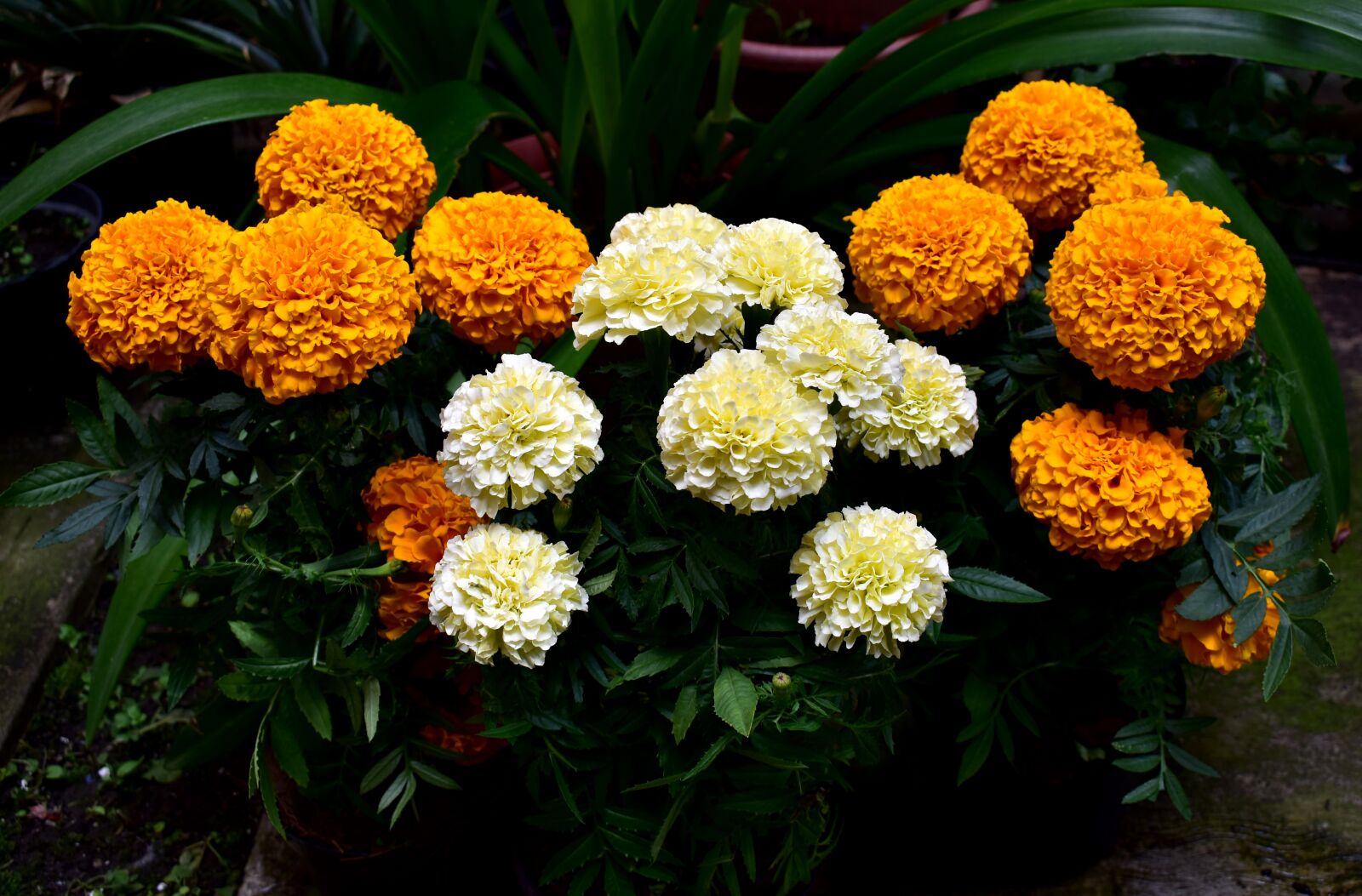 Nikon D5600 sample photo. Flower, flowers, dead photography