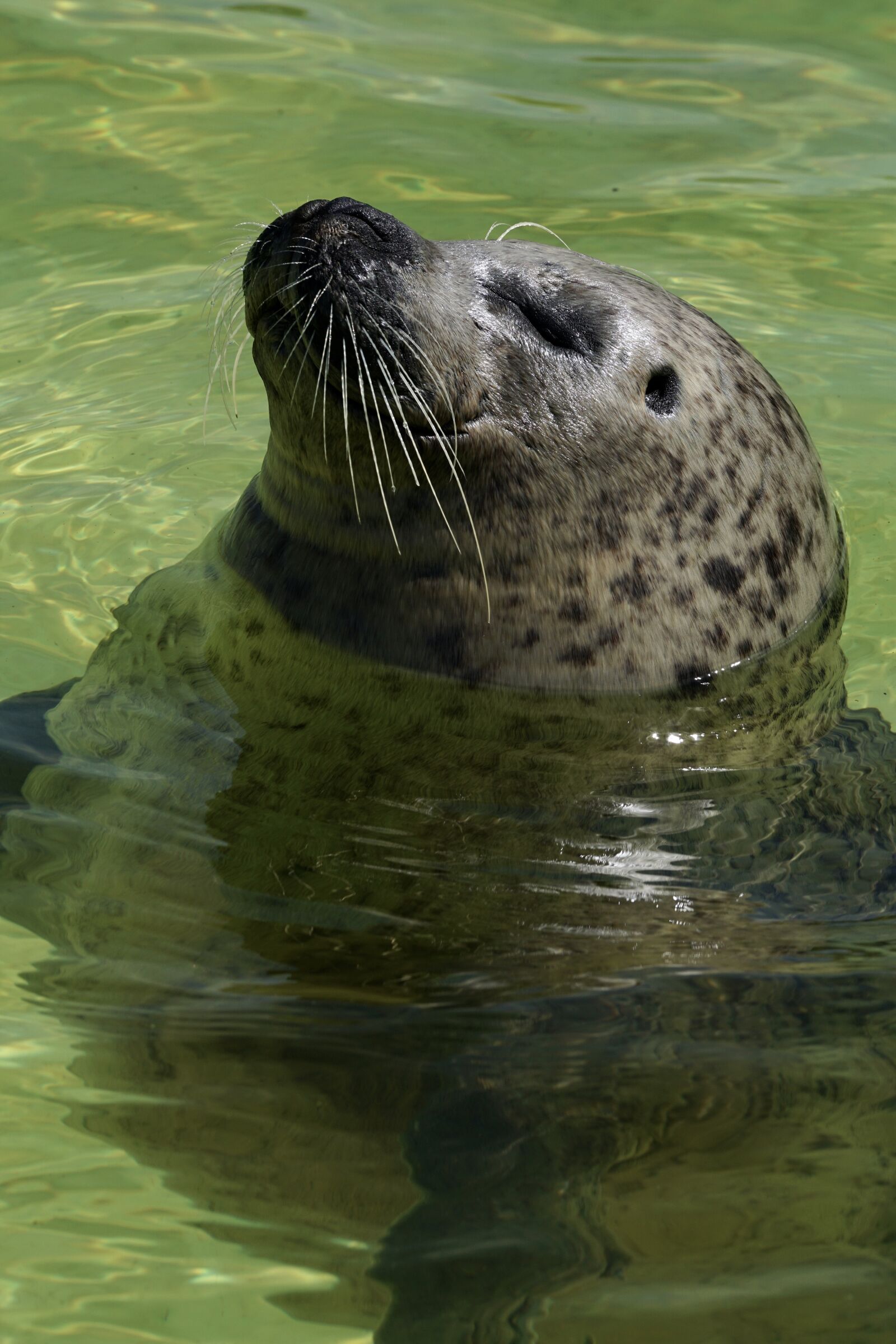 Sony DT 55-300mm F4.5-5.6 SAM sample photo. Seal, aquarium, water photography