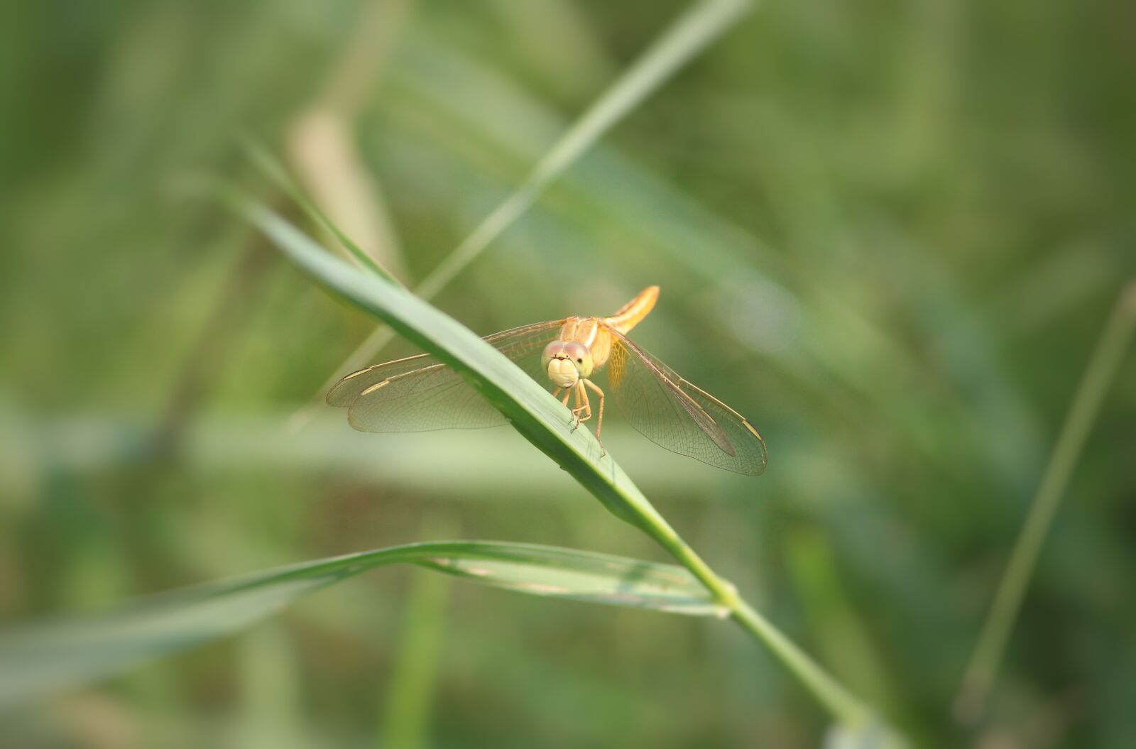 Canon EOS 1200D (EOS Rebel T5 / EOS Kiss X70 / EOS Hi) sample photo. Dragonfly, insect, anisoptera photography