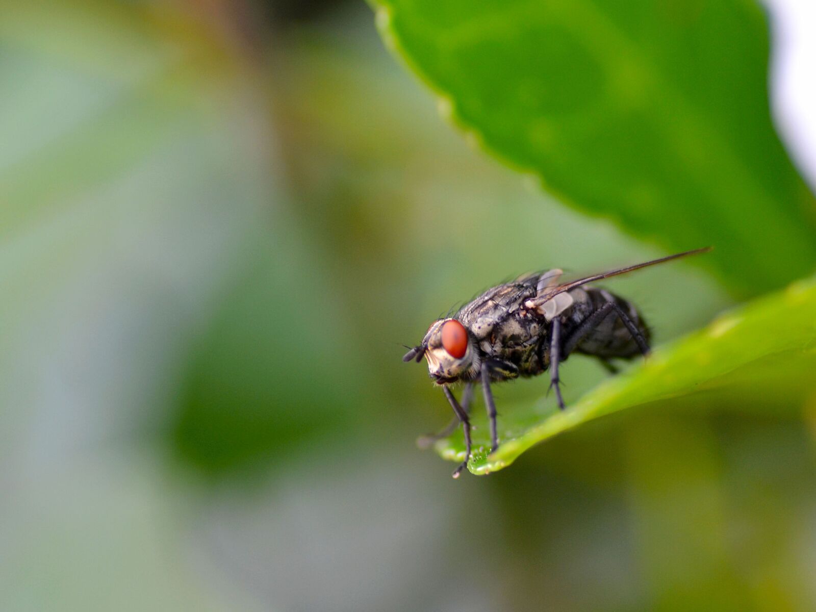 Nikon D3100 sample photo. Flash in the pan photography