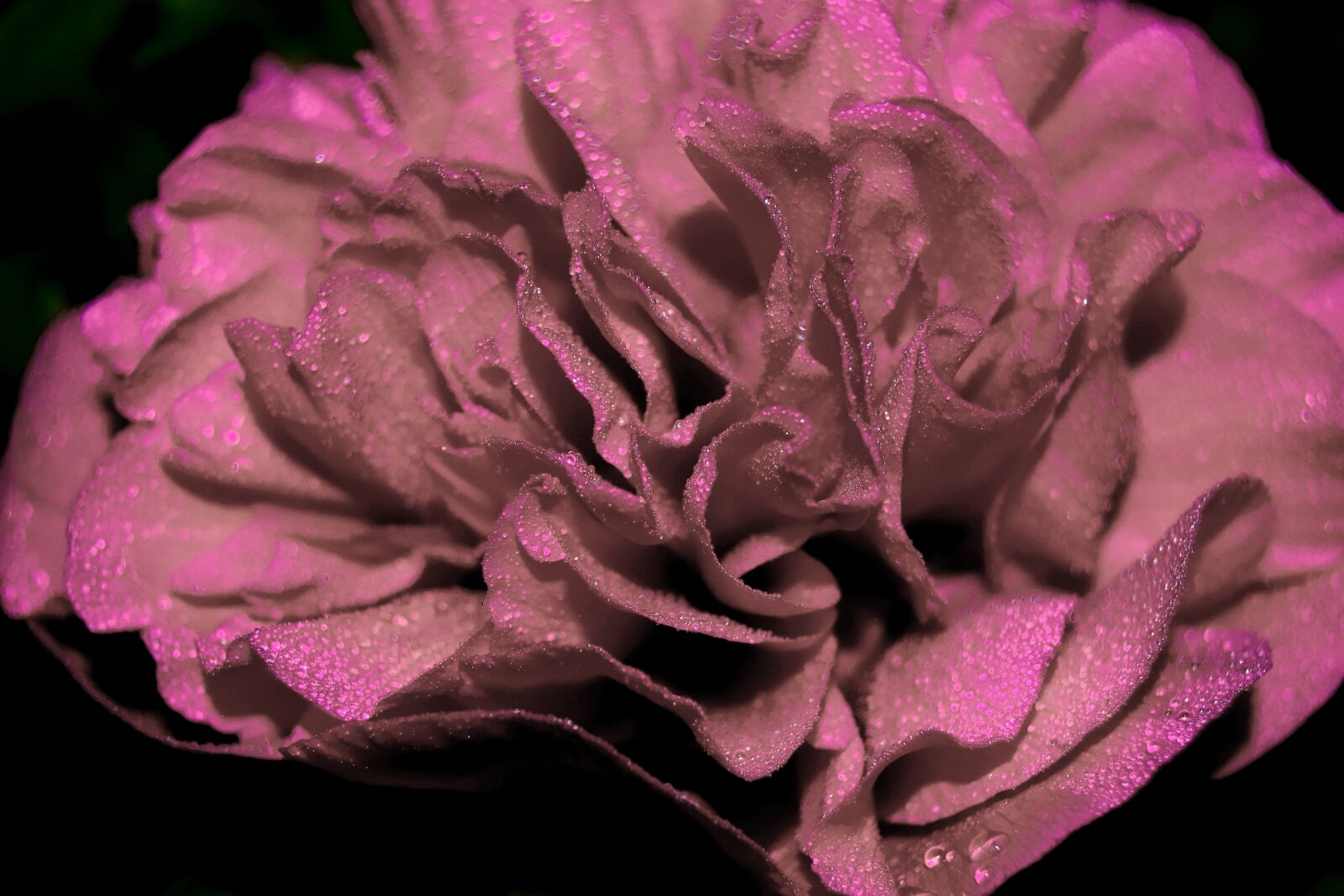 Nikon D3300 sample photo. Gentle, beautiful photography
