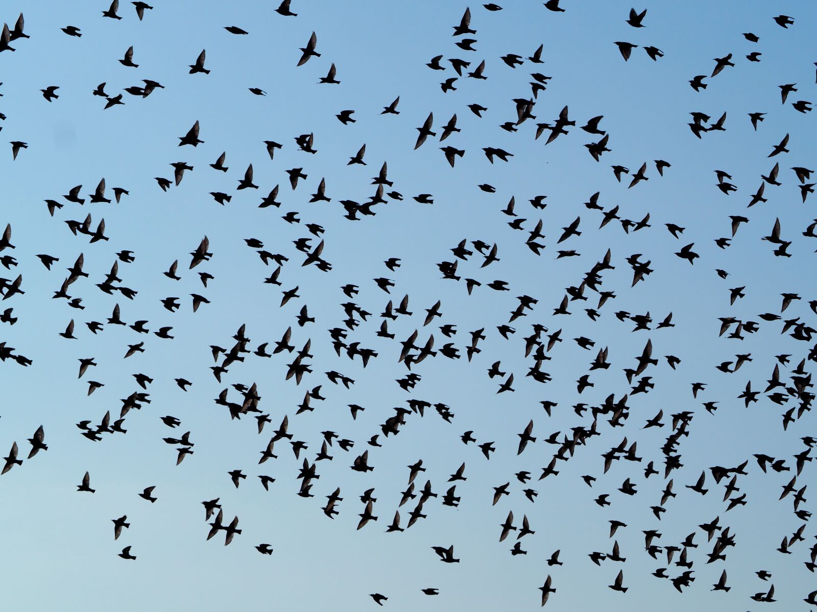 Olympus OM-D E-M10 sample photo. Birds, swarm, flock of photography