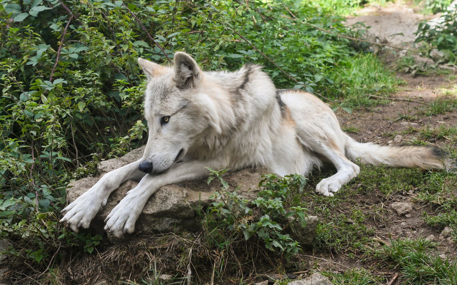 Nikon D500 sample photo. Wolf, elongate, predator photography