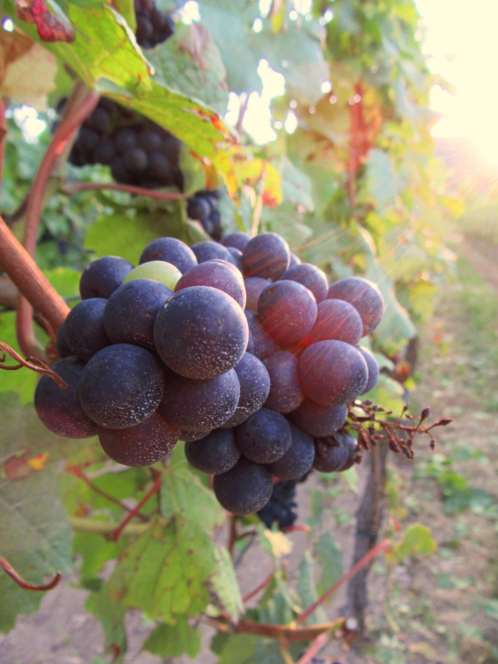 Canon PowerShot SX610 HS sample photo. Grape, vine, vineyard photography