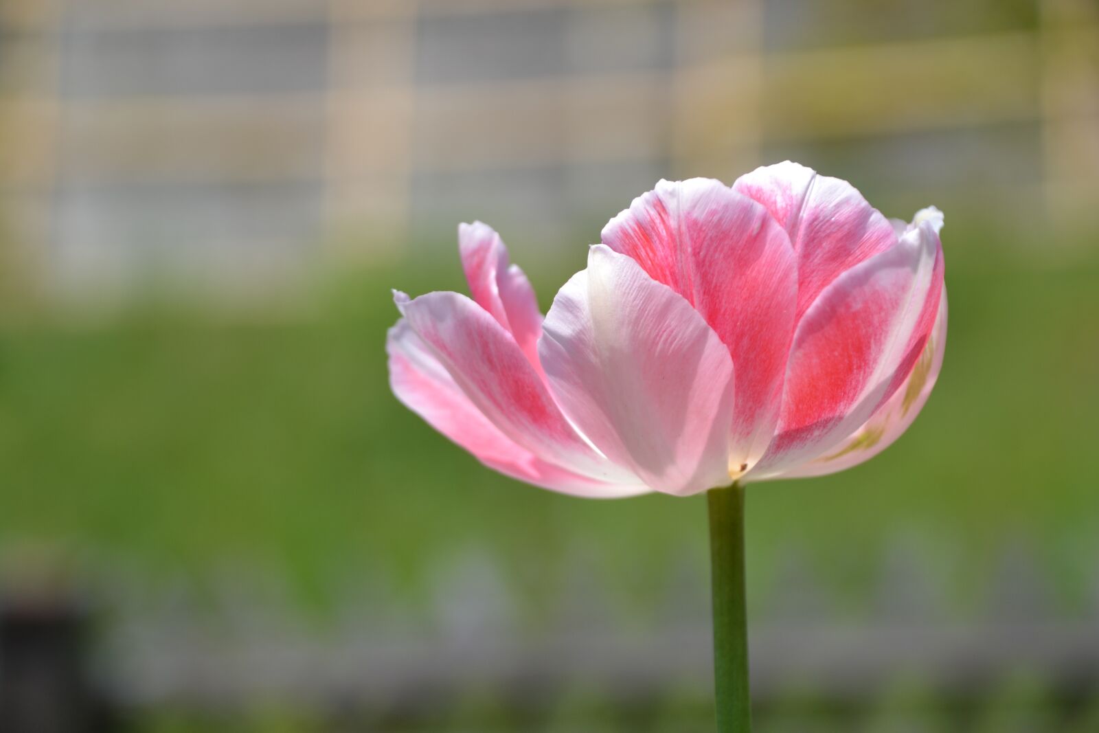 Nikon D3100 sample photo. Tulip, flower, blossom photography