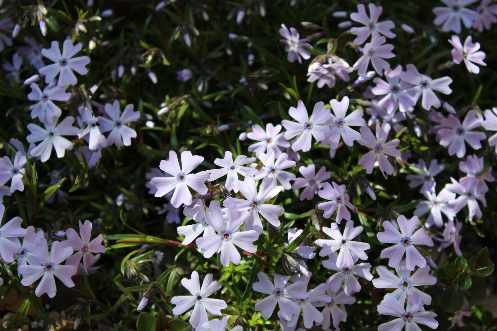 Canon EOS 1200D (EOS Rebel T5 / EOS Kiss X70 / EOS Hi) sample photo. Stone garden, stone herb photography