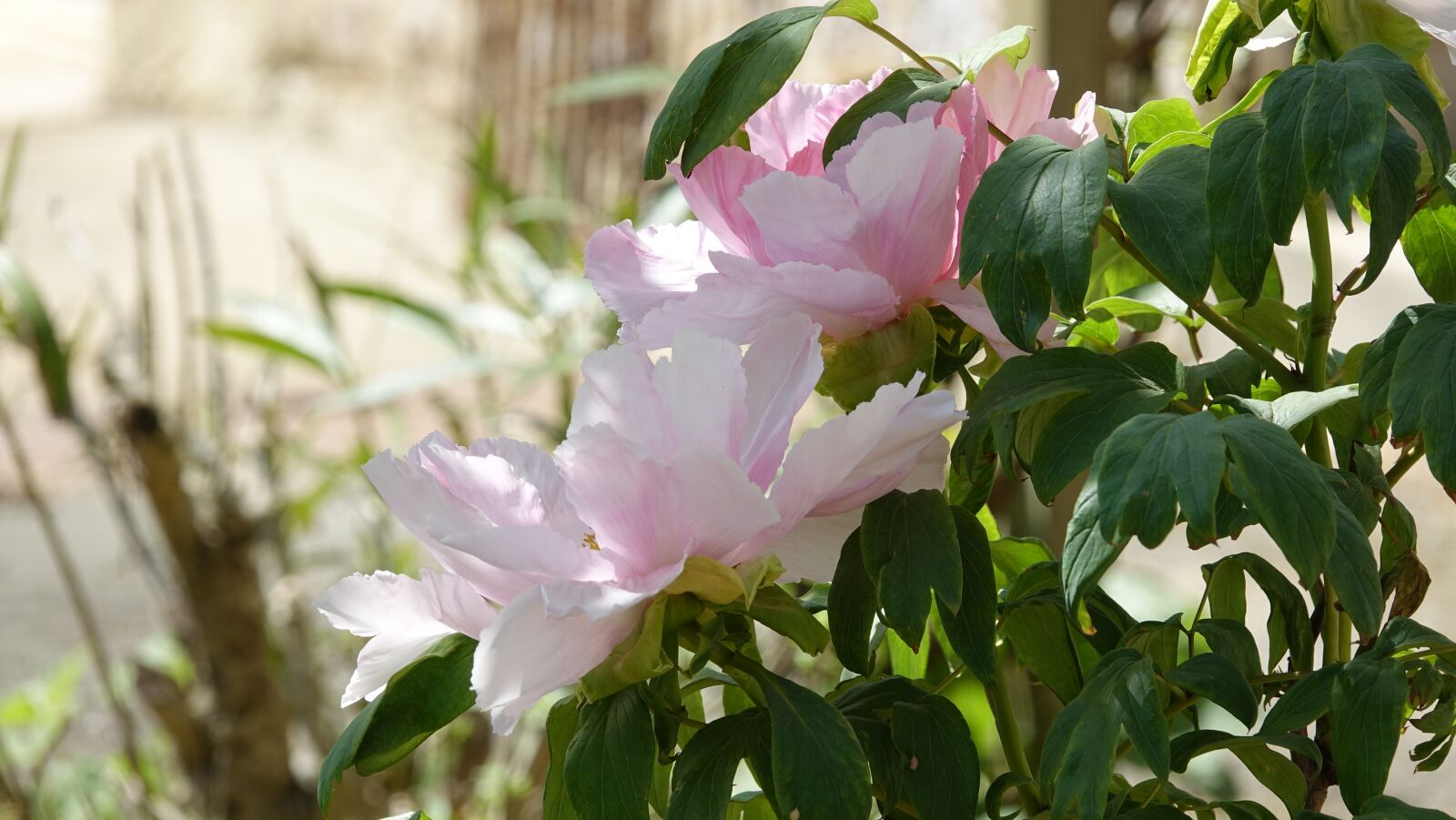 Sony Cyber-shot DSC-RX10 III sample photo. Nature, flower, plant photography