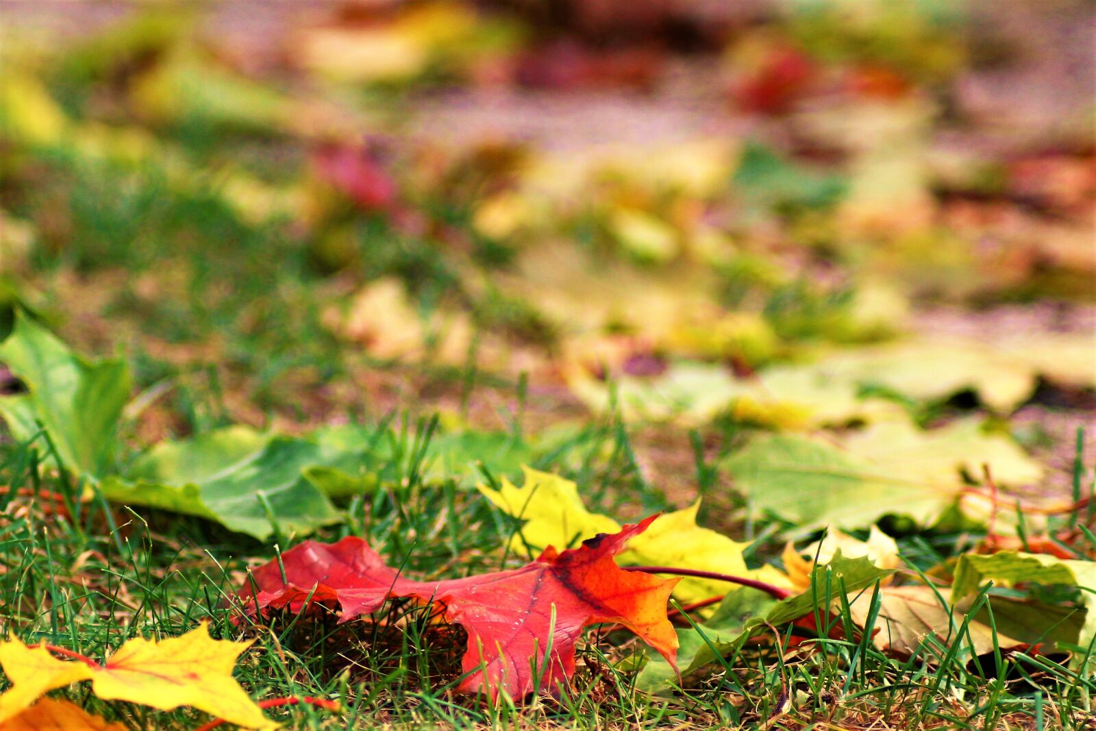 Canon EOS 1300D (EOS Rebel T6 / EOS Kiss X80) sample photo. Autumn, leaf, grass photography