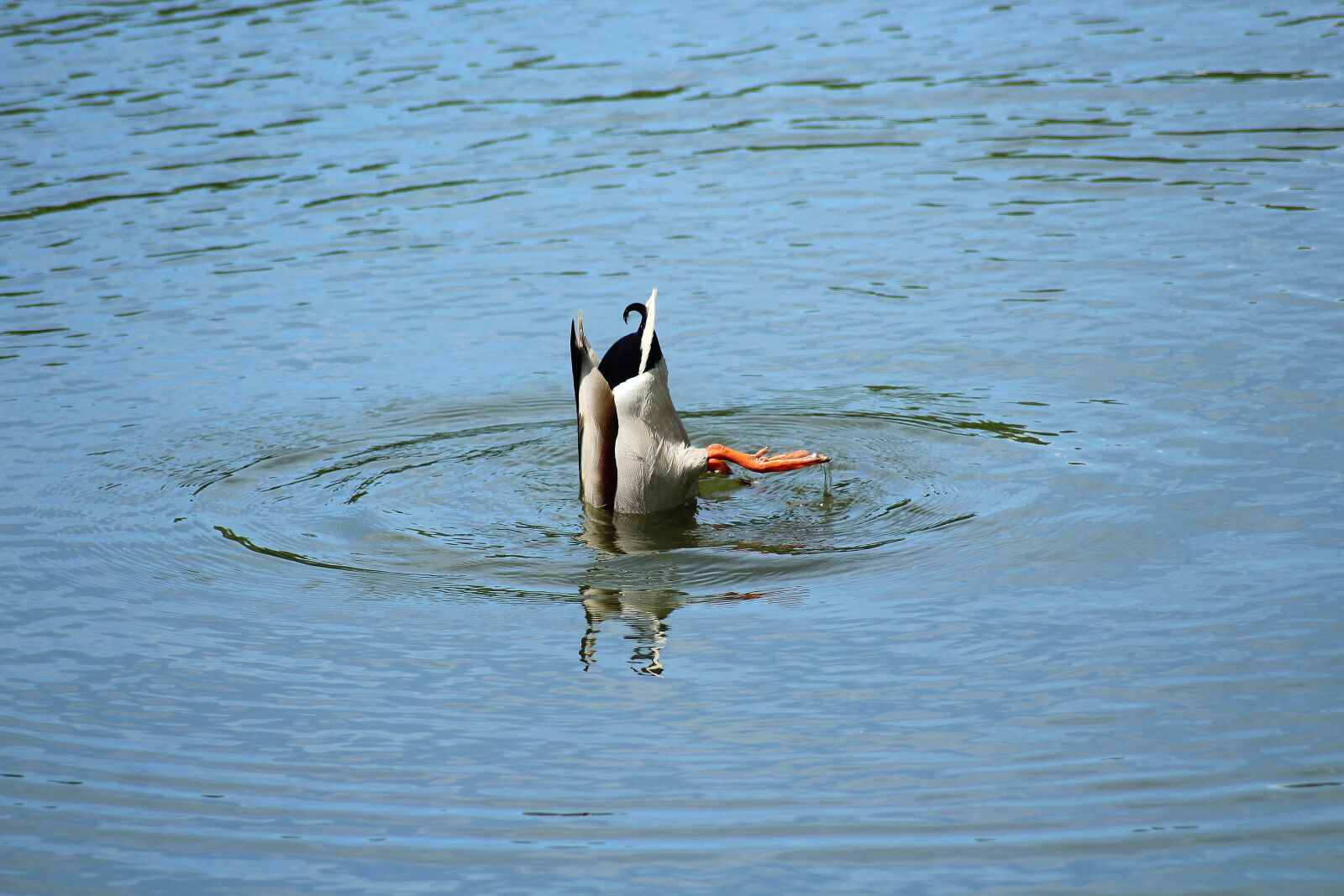Canon EOS 1200D (EOS Rebel T5 / EOS Kiss X70 / EOS Hi) sample photo. Mallard duck, pond, diving photography