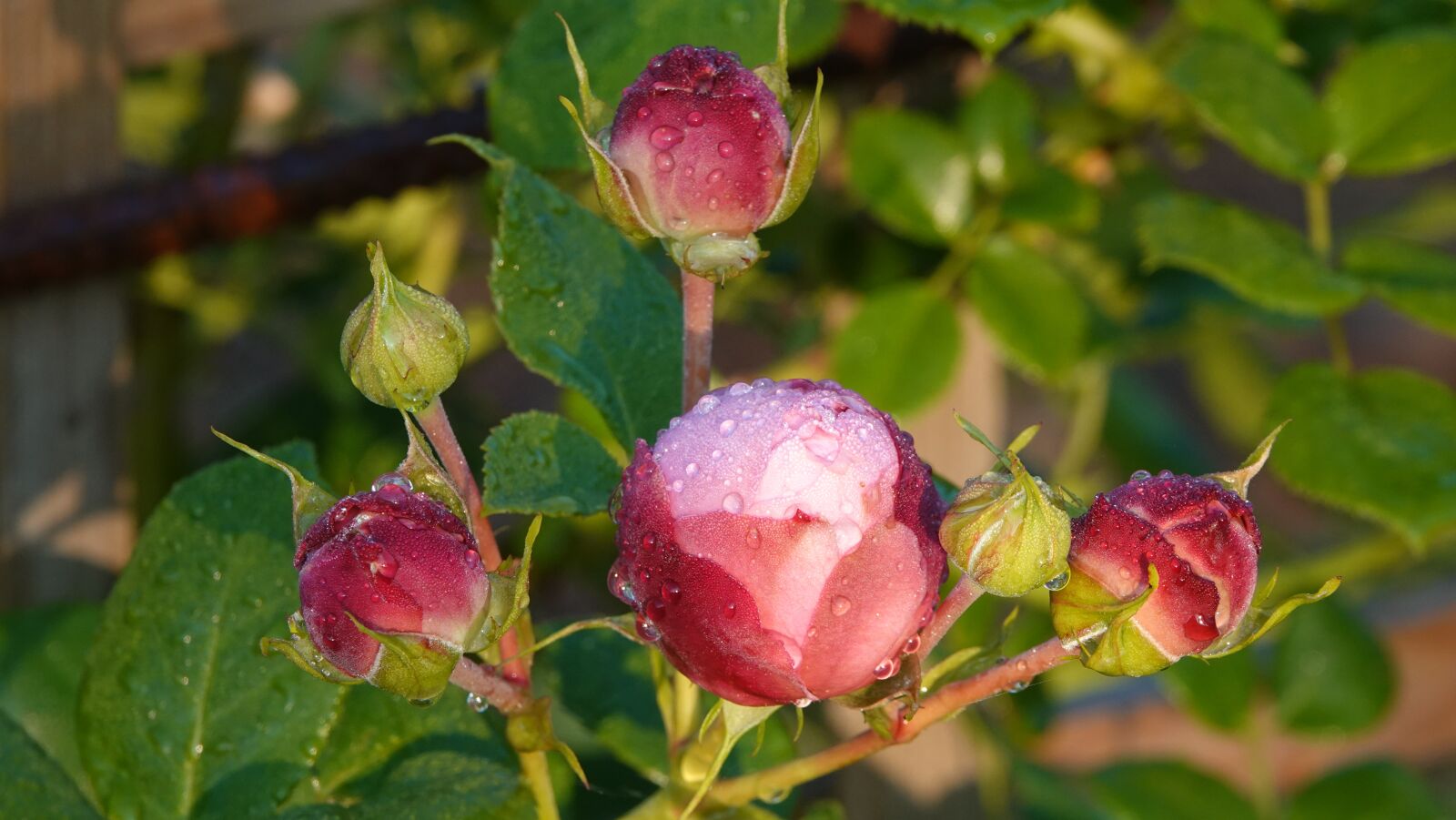 Sony Cyber-shot DSC-RX10 IV sample photo. Roses, garden, spring photography