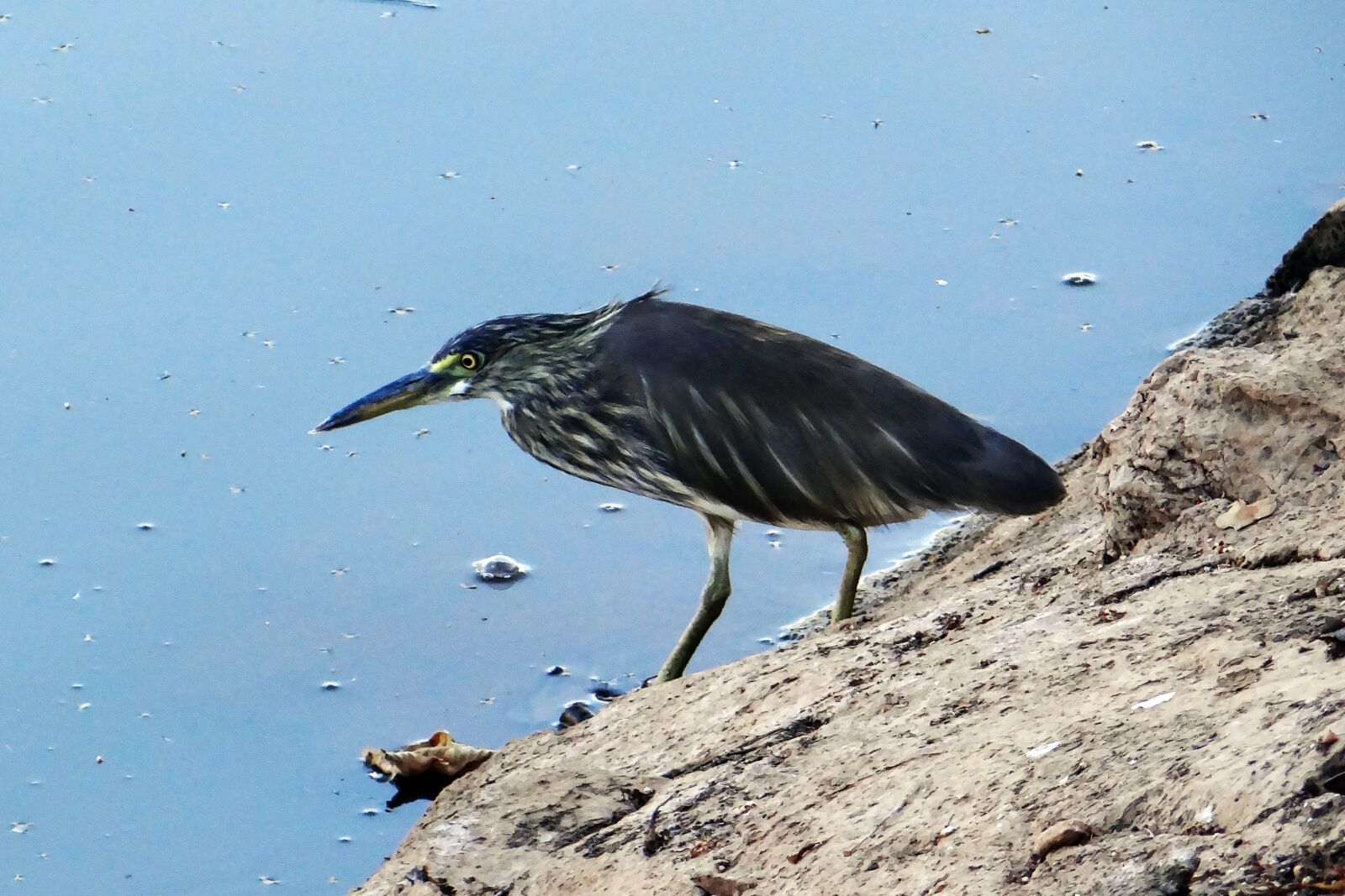 Sony DSC-HX200V sample photo. Pond heron, stalking, paddy photography