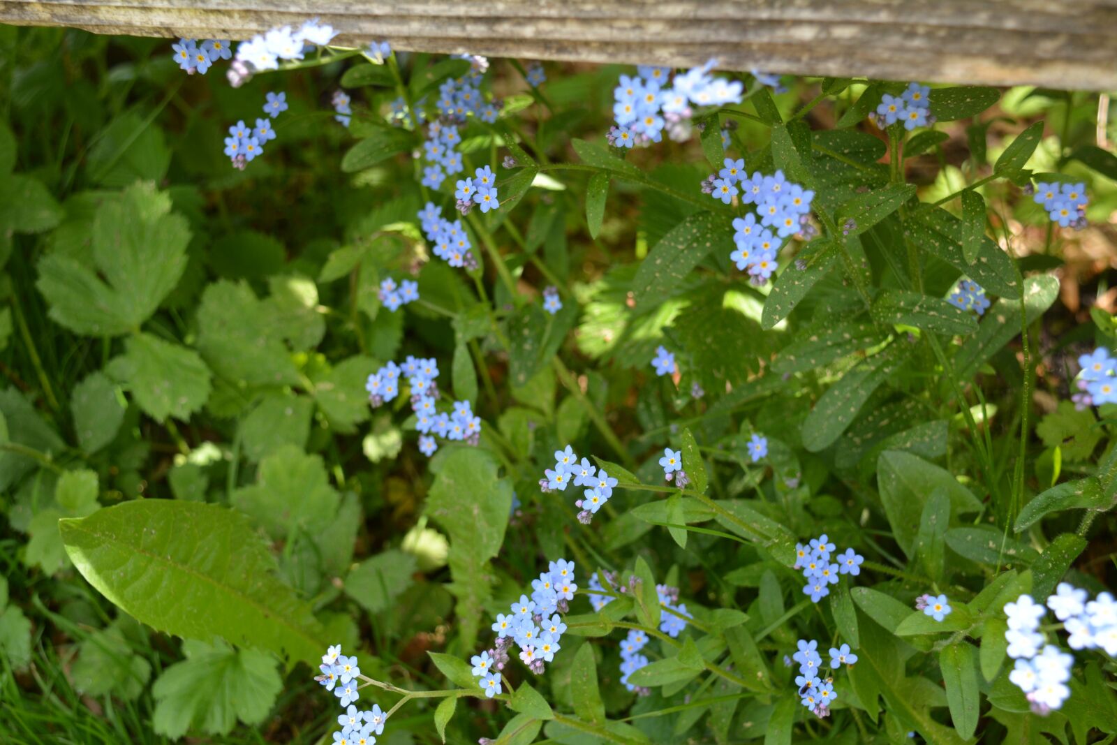 Nikon D5200 sample photo. Forget me not, flowers photography